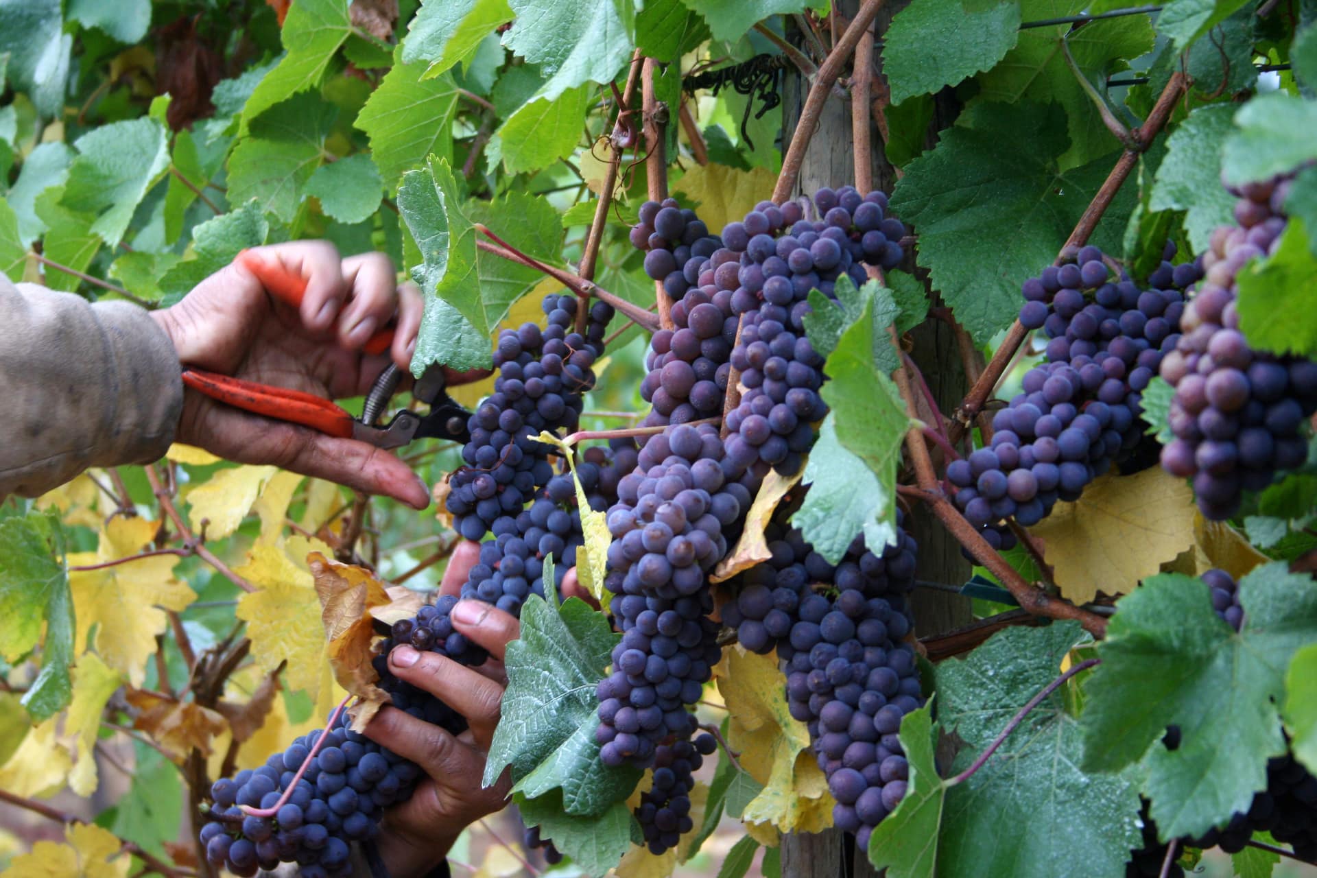 Un momento della vendemmia
