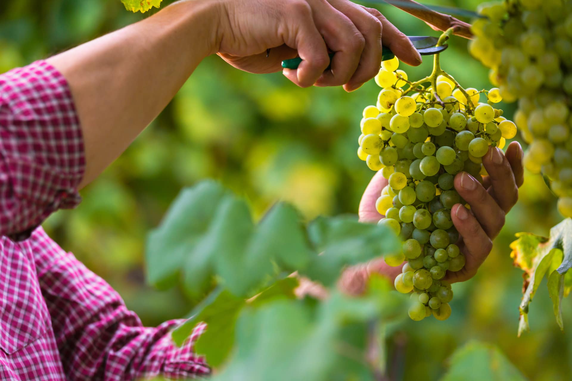 Vendemmia a mano