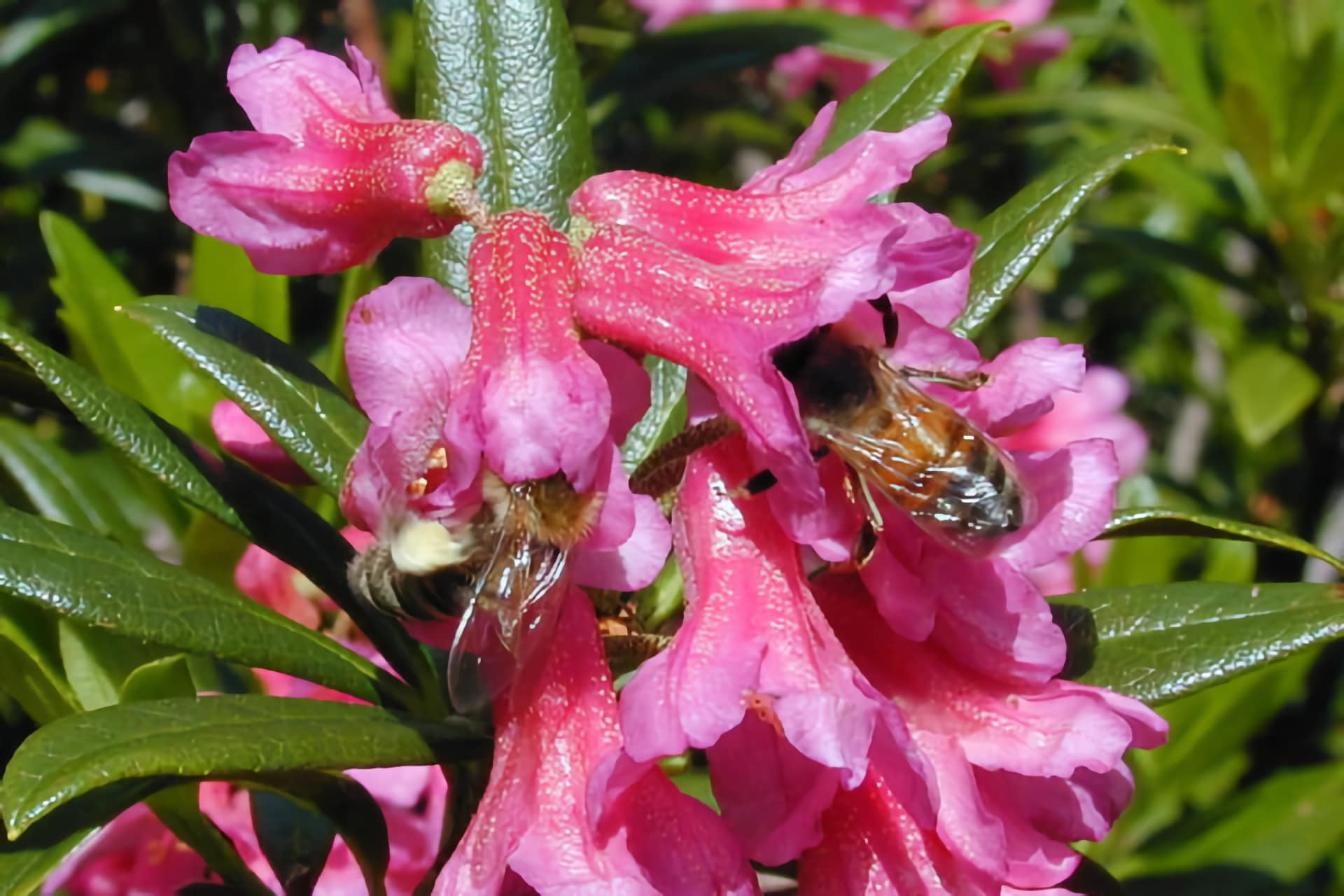 Api con fiore Rododendro