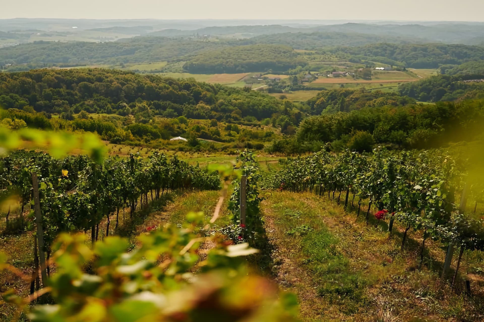 Vigneto di Sauvignon