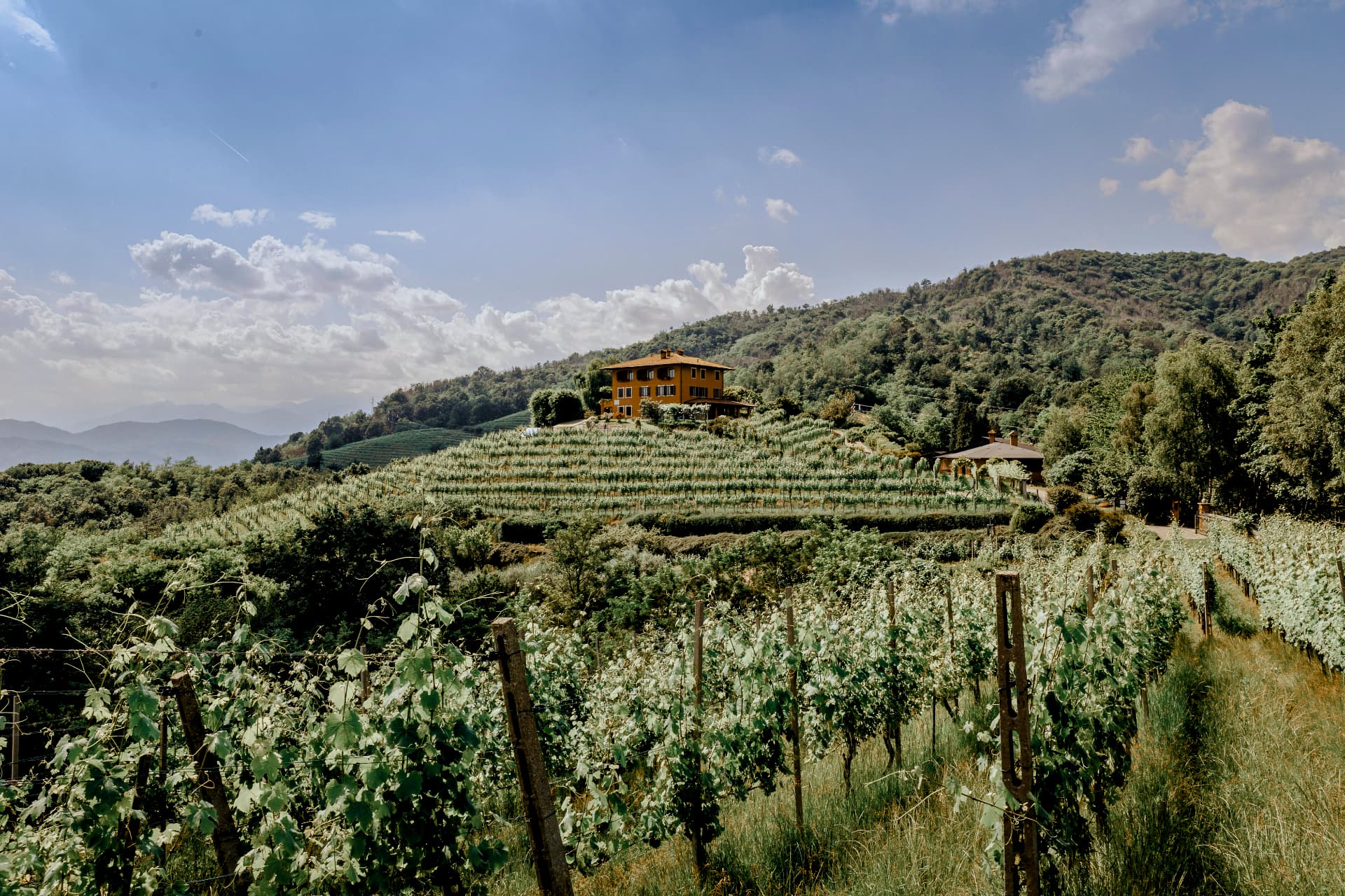 Vigneto sulle colline dell'Alto Piemonte