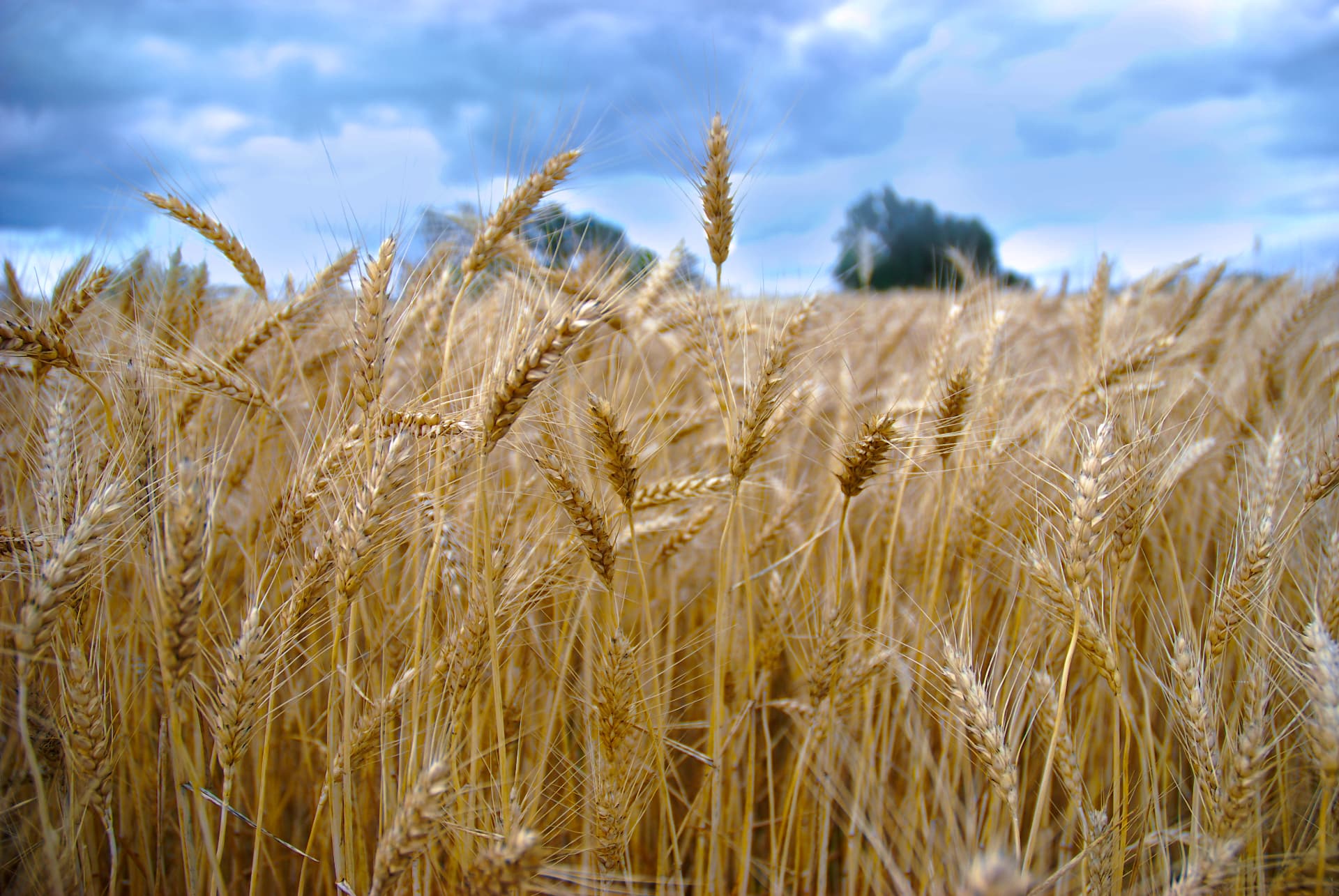 Campo di grano