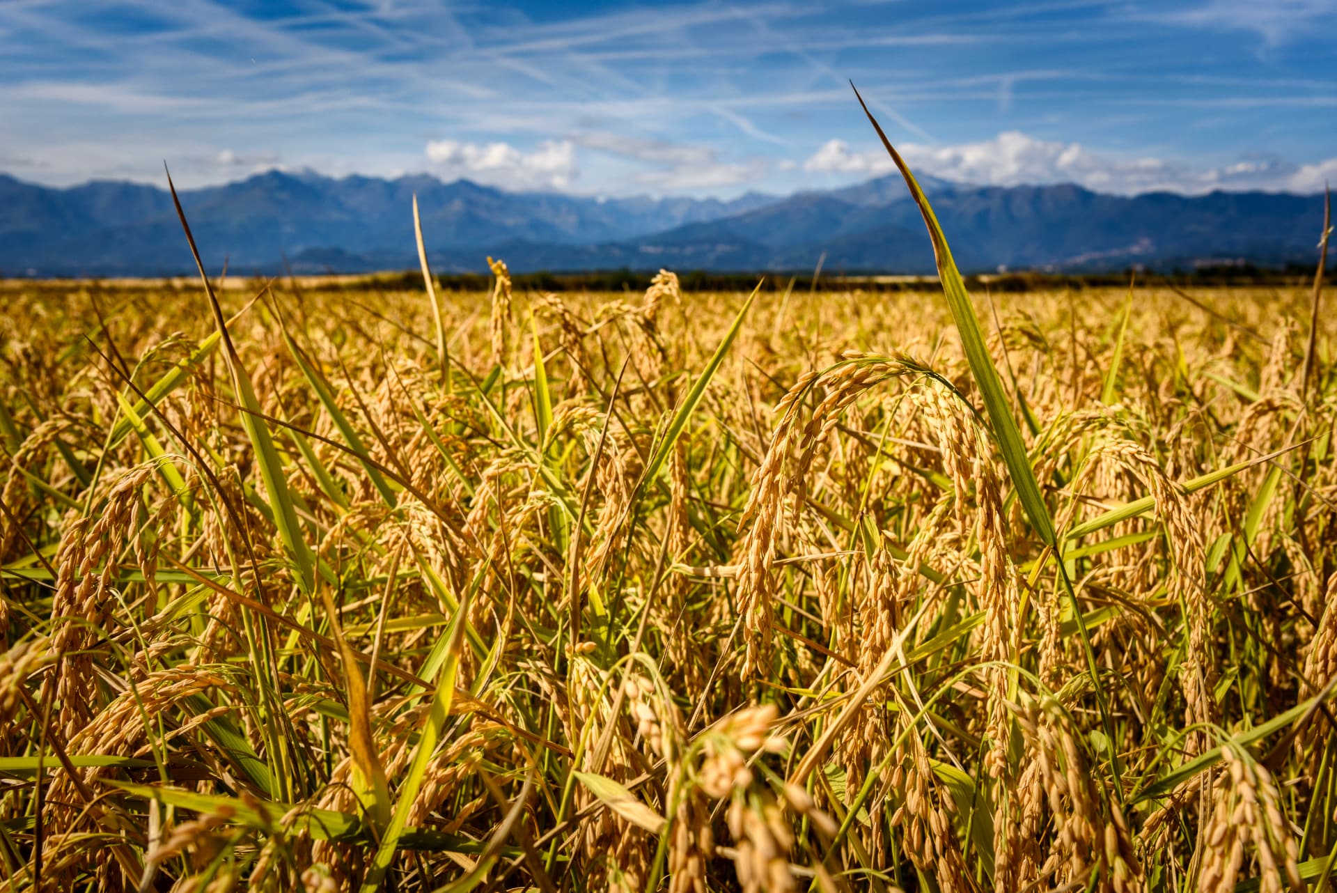 Campo di riso pronto per il raccolto
