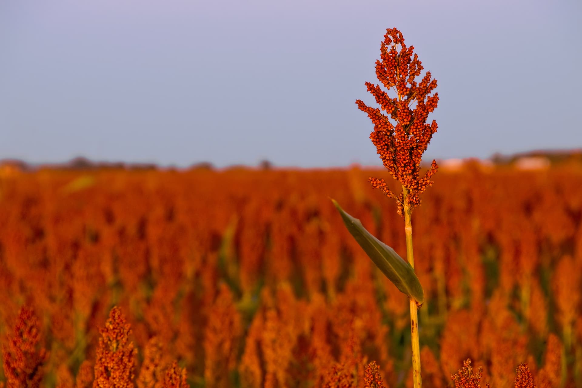 Campo di sorgo