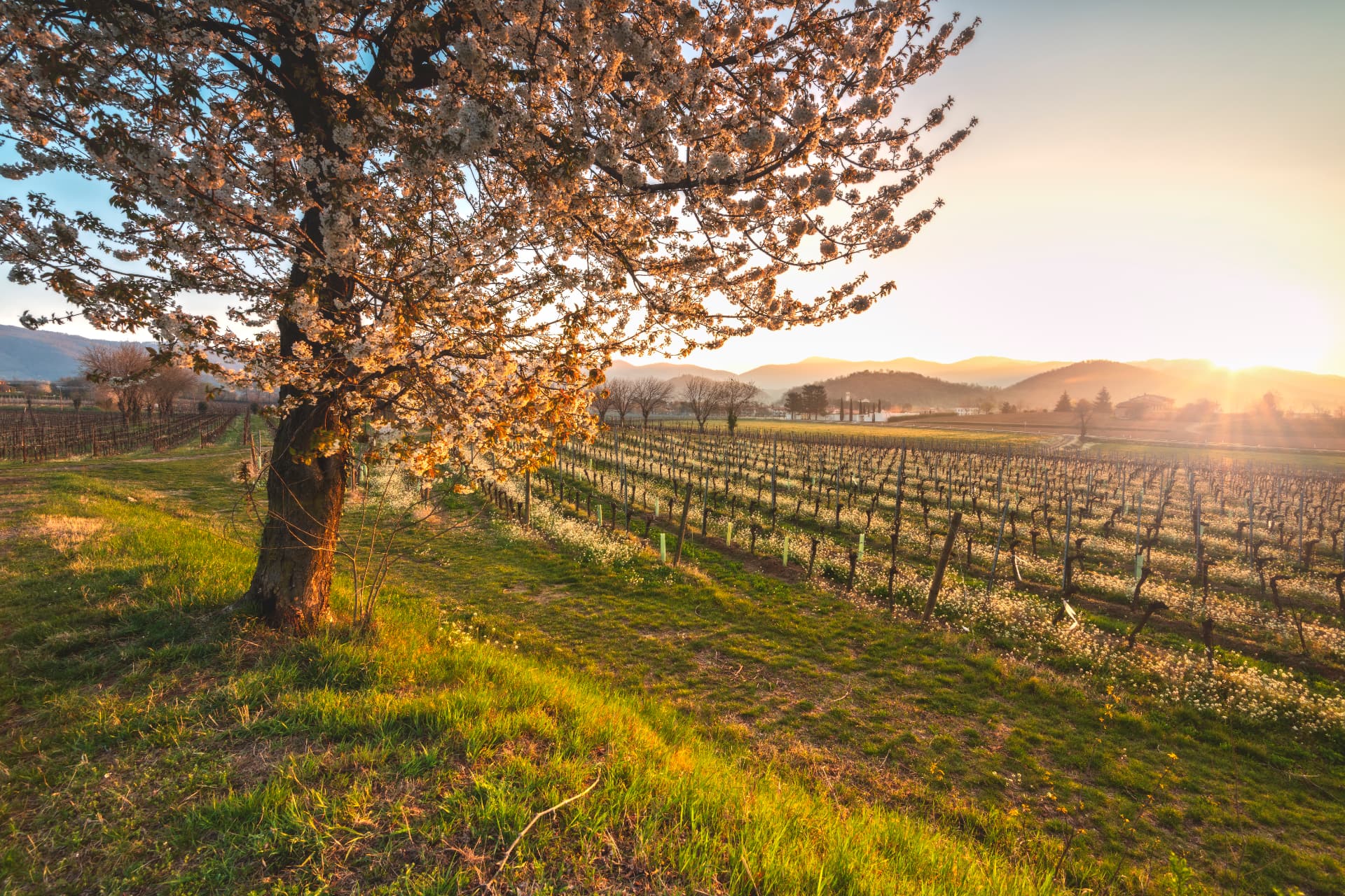 Franciacorta paesaggio primaverile