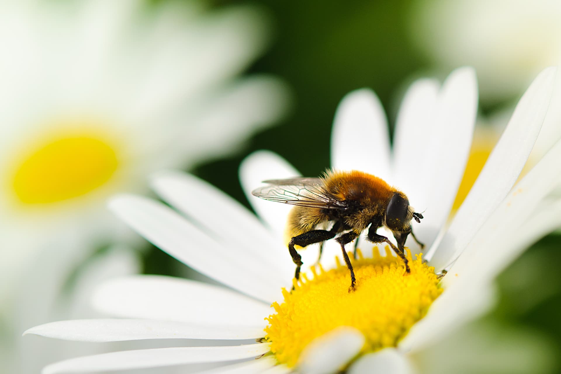 Ape mellifera