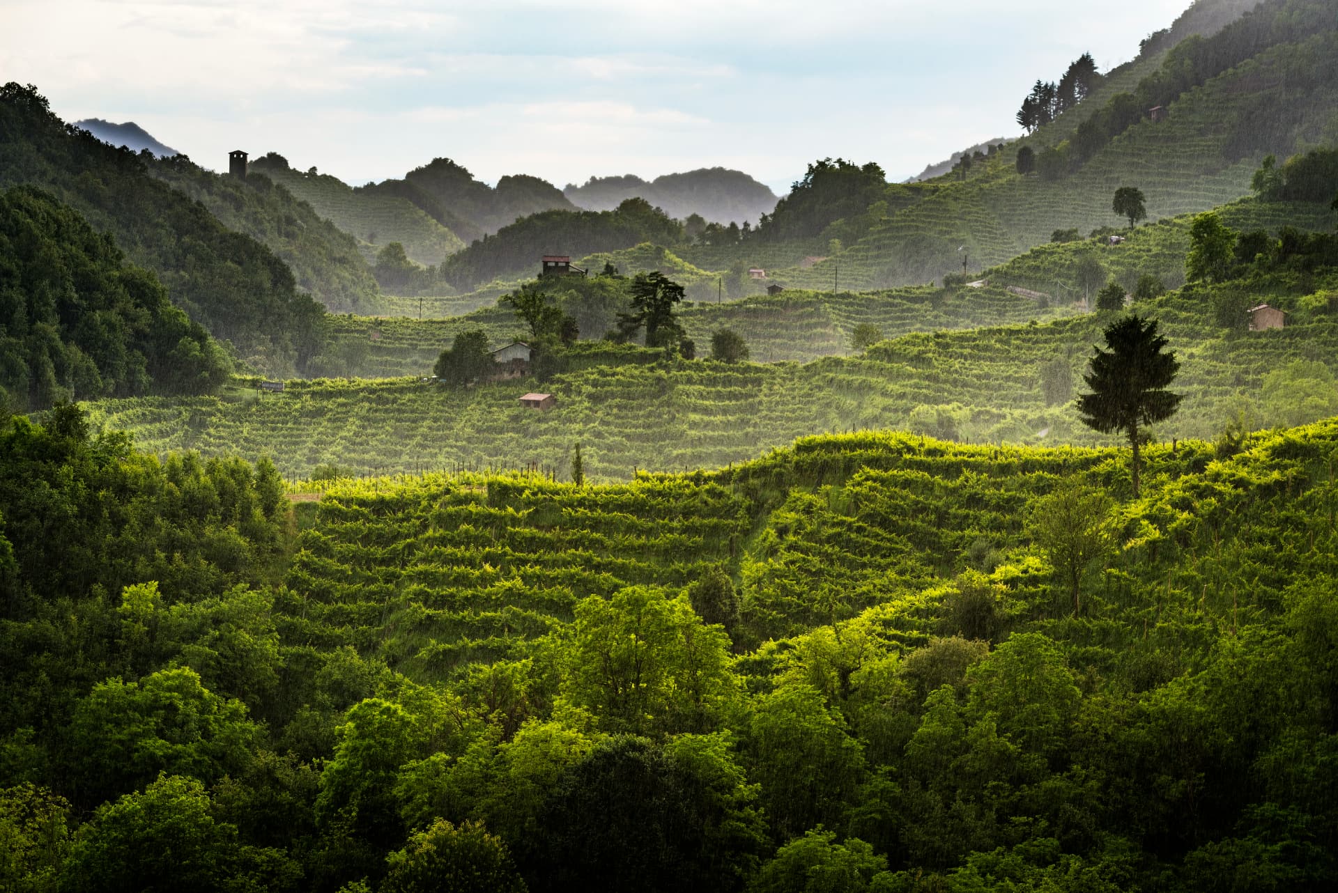 Colline del Conegliano Valdobbiadene Prosecco - foto Arcangelo Piai