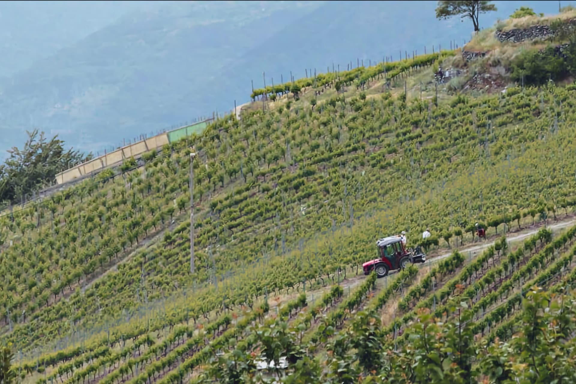 La Crotta di Vegneron, vigne a Chambave