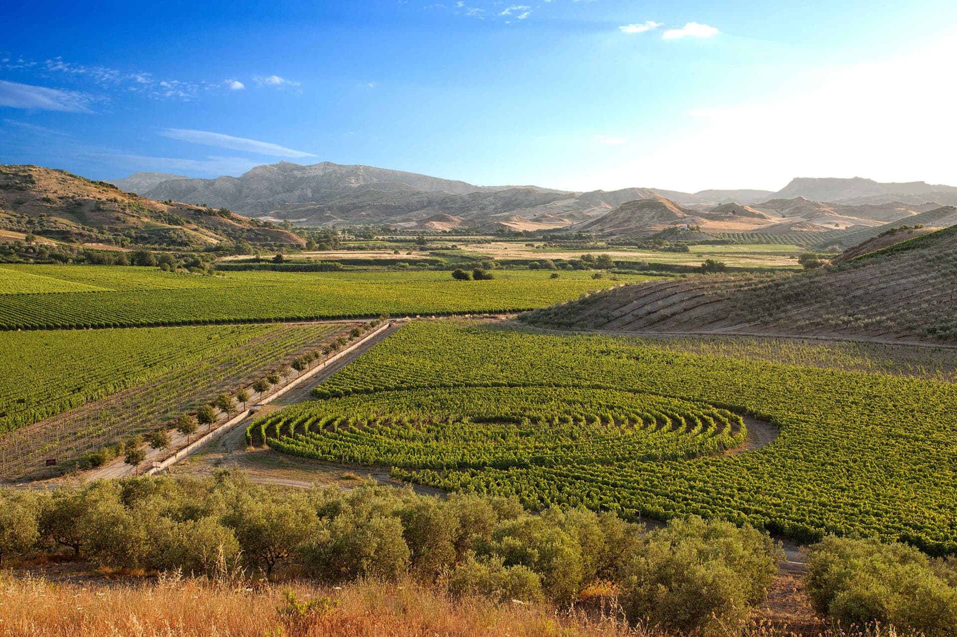 Librandi Vigneto a spirale - Tenuta Rosaneti