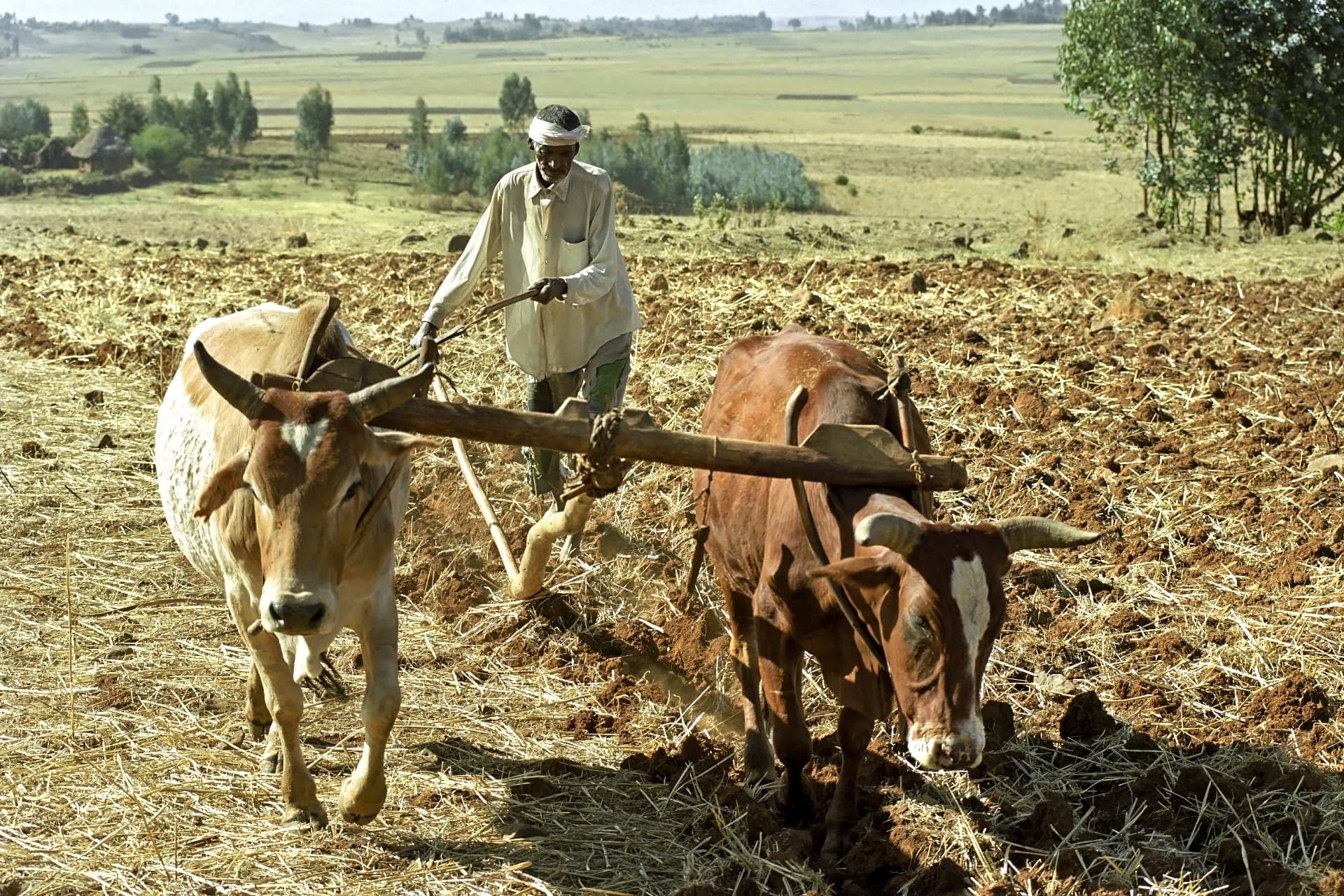 Agricoltore africano