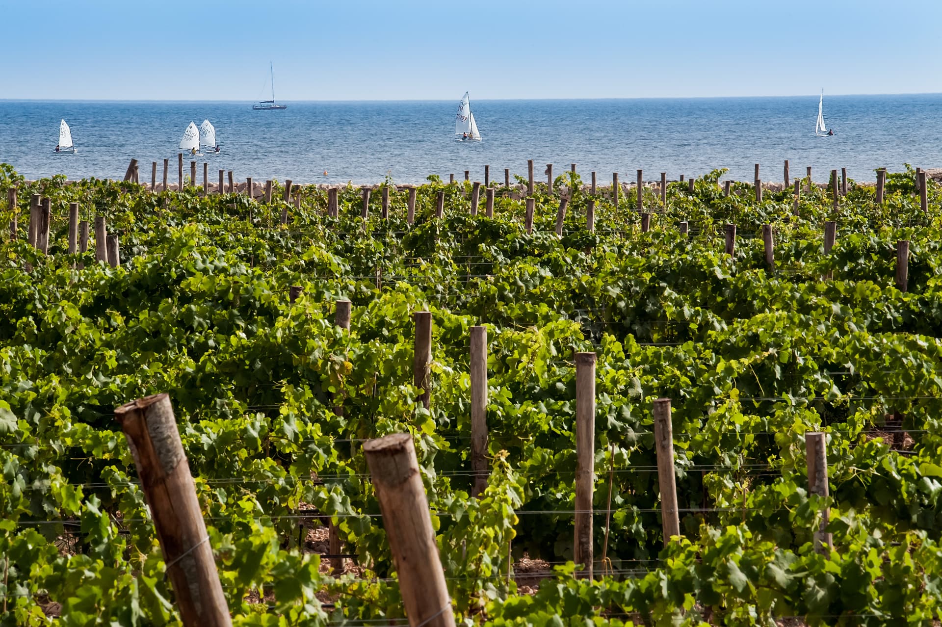 Assovini Sicilia