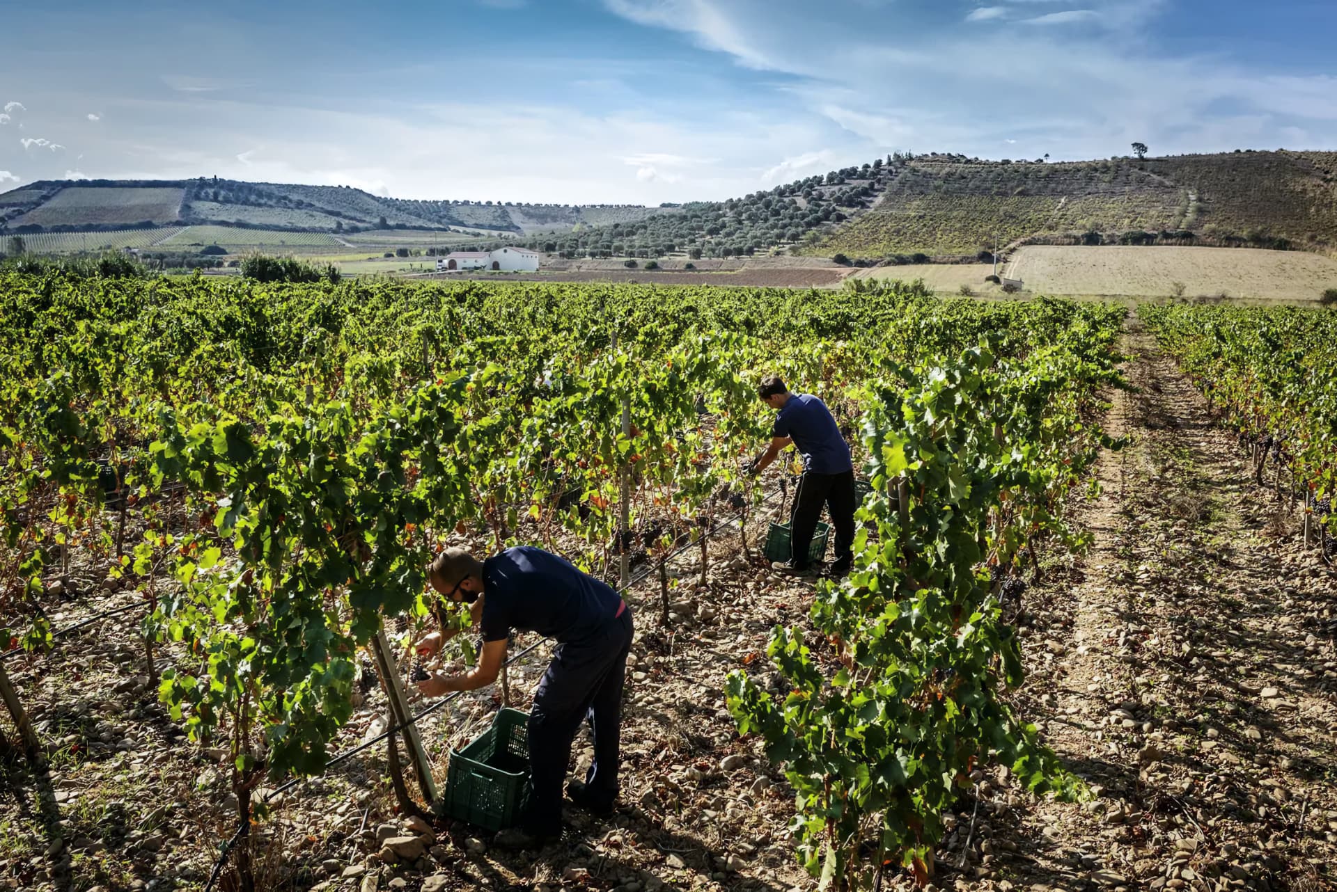 Vendemmia nelle vigne Antonella Corda