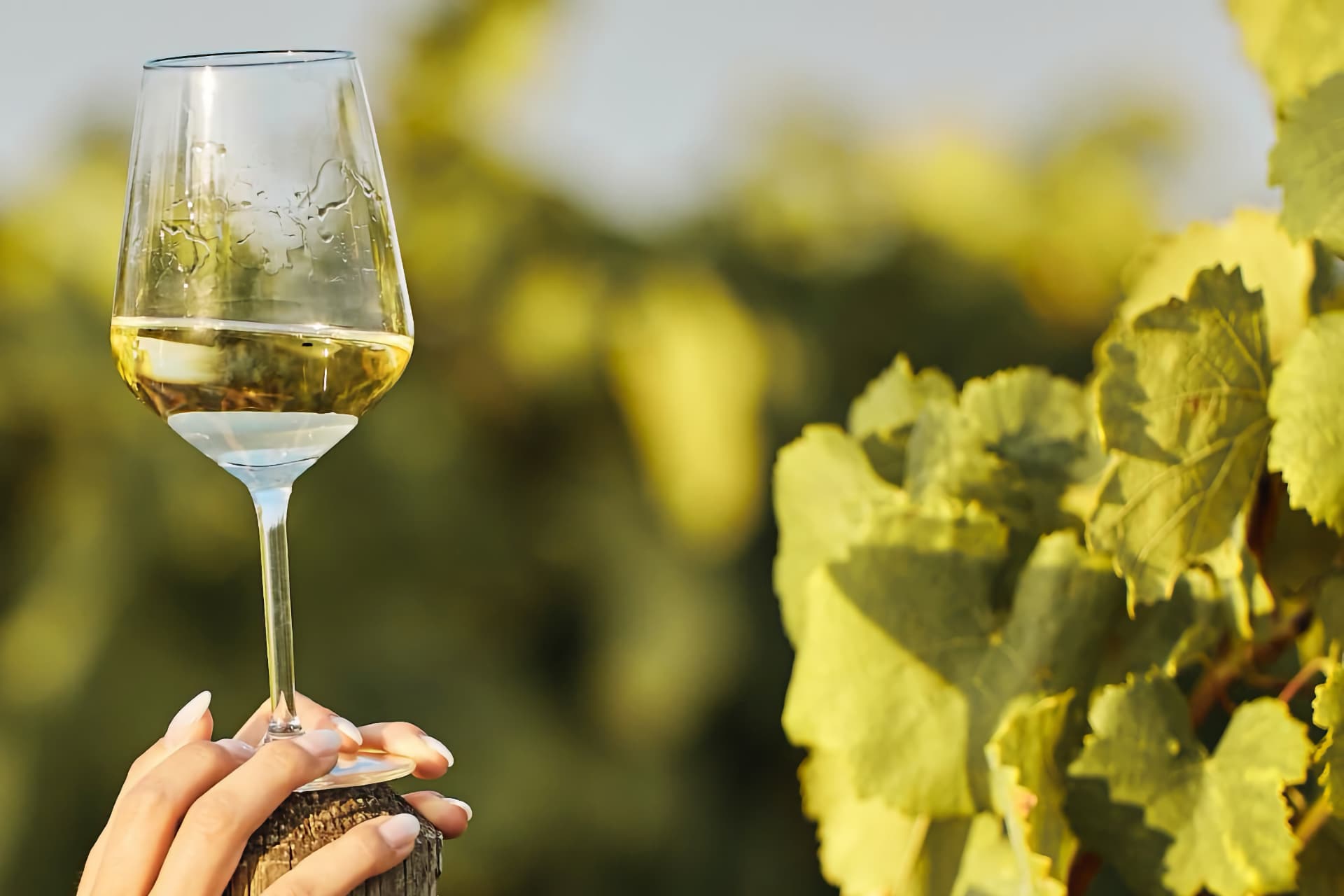 Vinoble IRVO