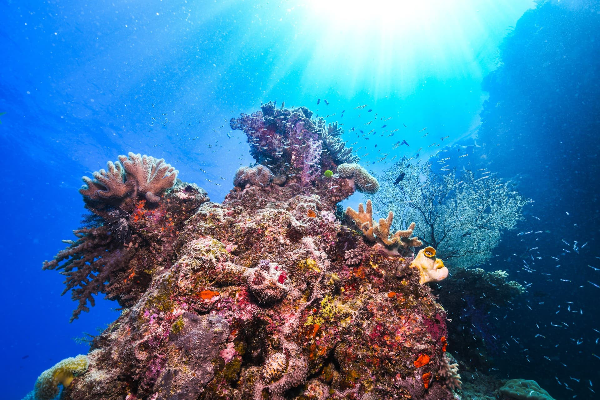 Great Barrier Reef, Cairns - foto Dreamtime Dive and Snorkel