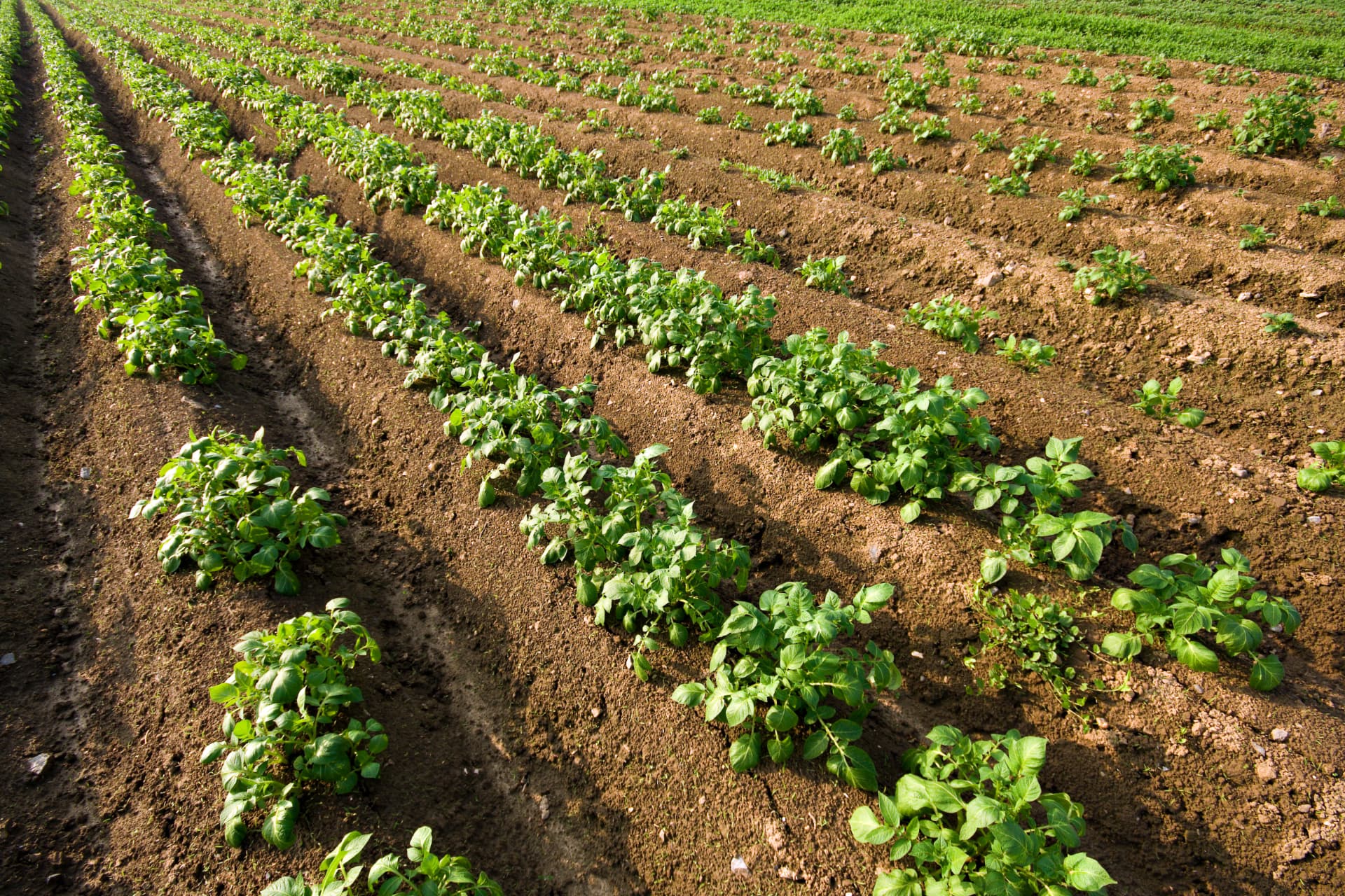 Campo di patate