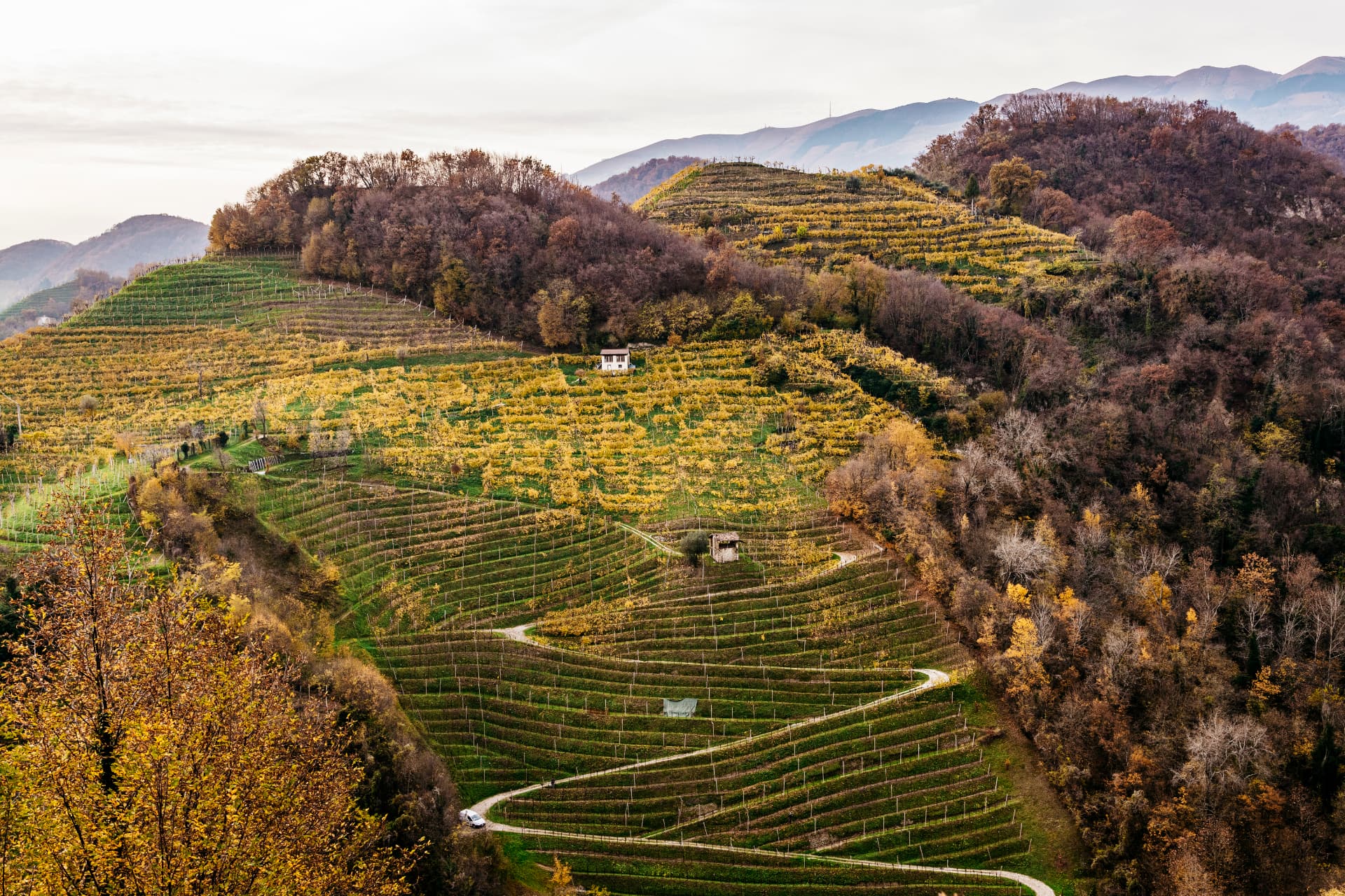 Colline di Conegliano Valdobbiadene
