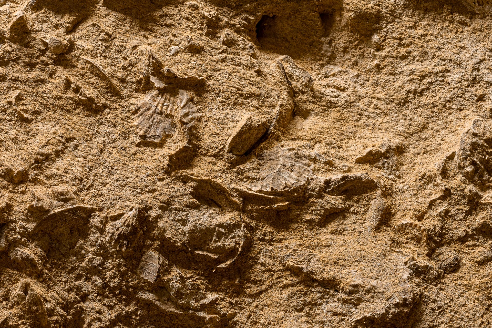 Talosa - Fossili nella Cantina Storica