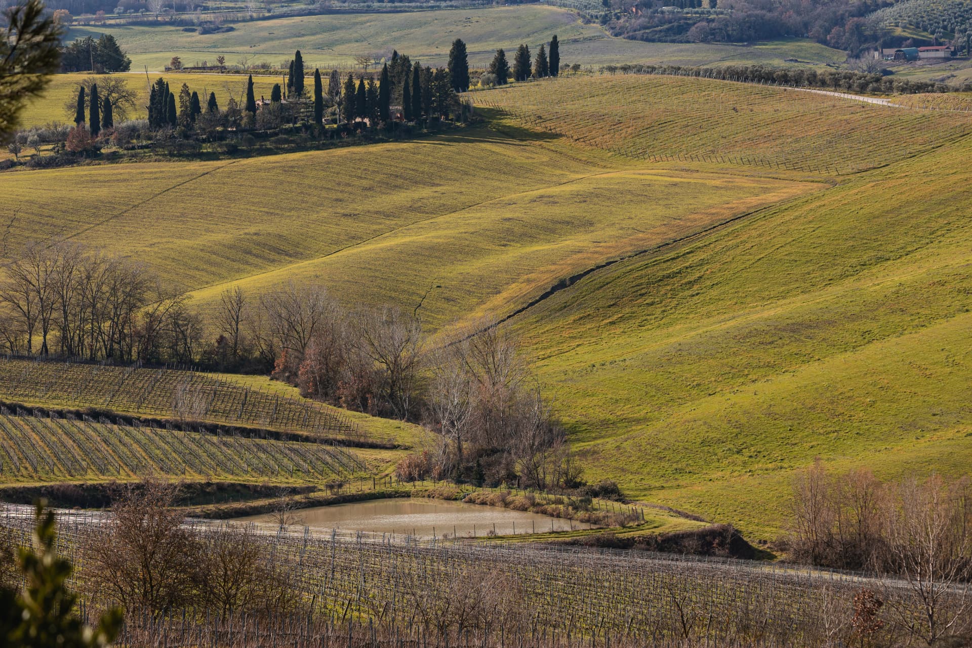 Talosa - Vigneti