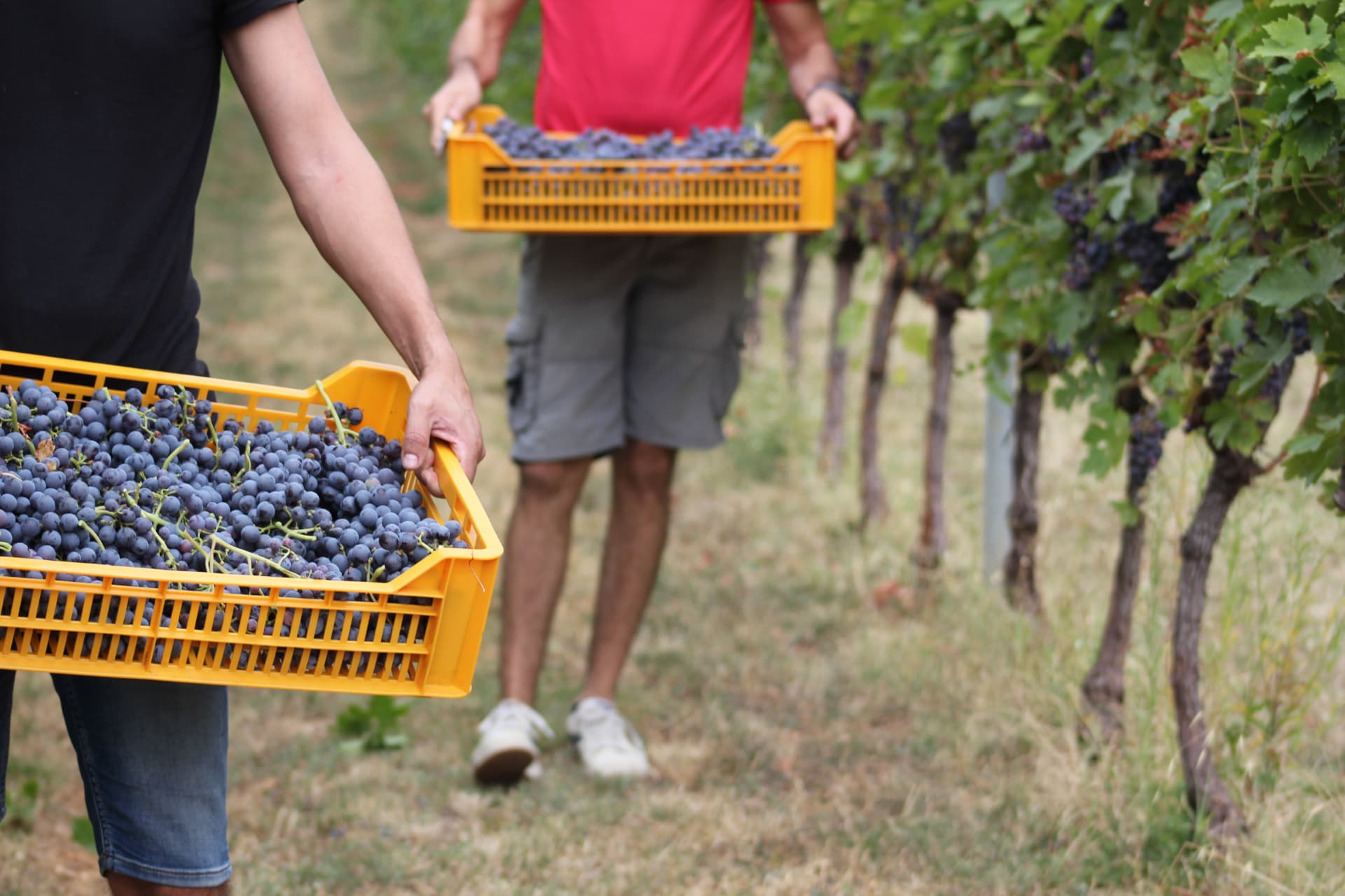 Vendemmia in Valpolicella