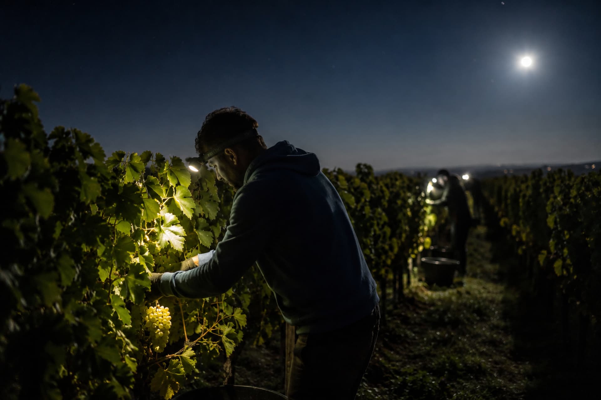 vendemmia di notte