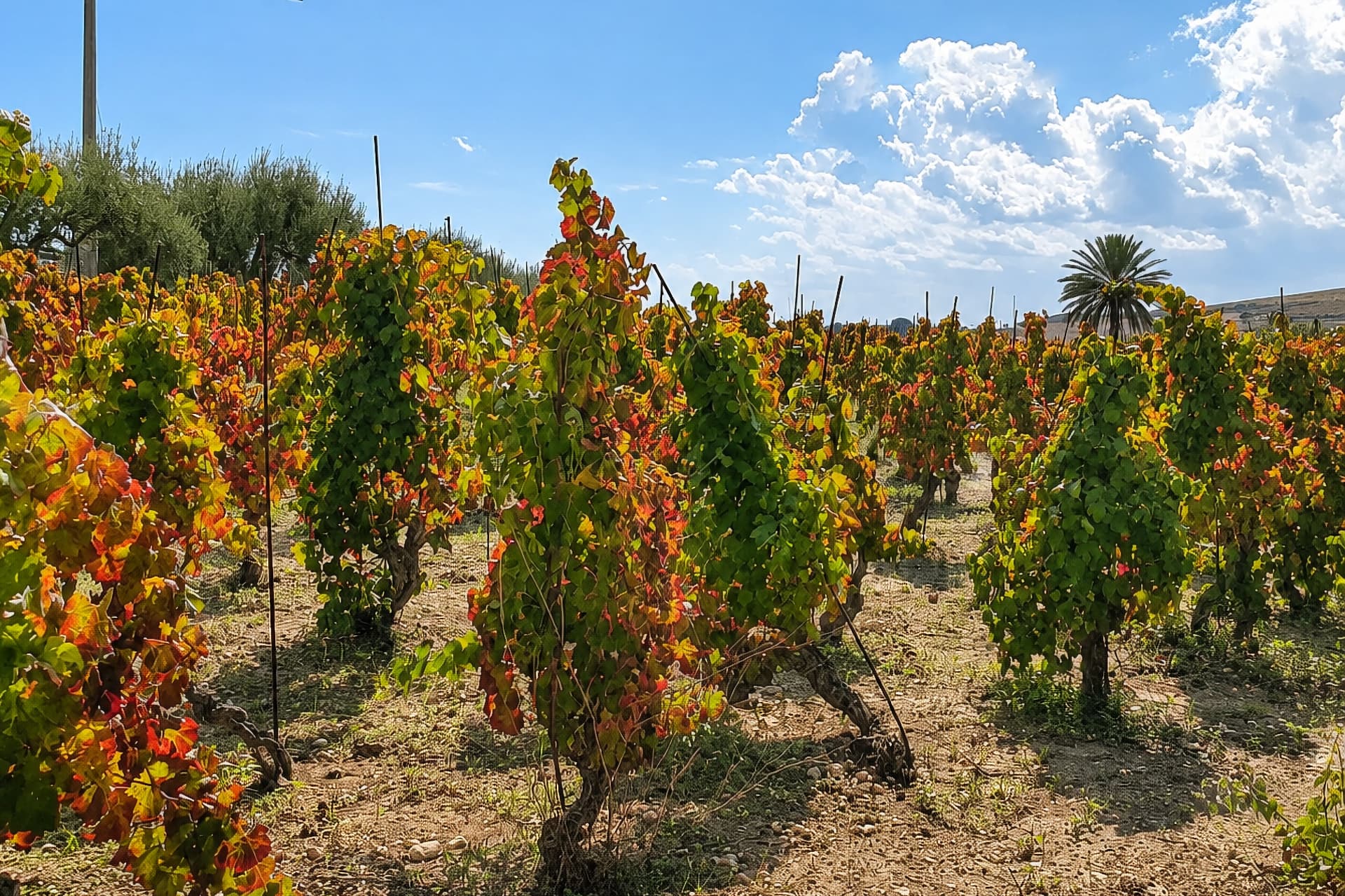 Cammino del Vino - Festa Vendemmia 2026