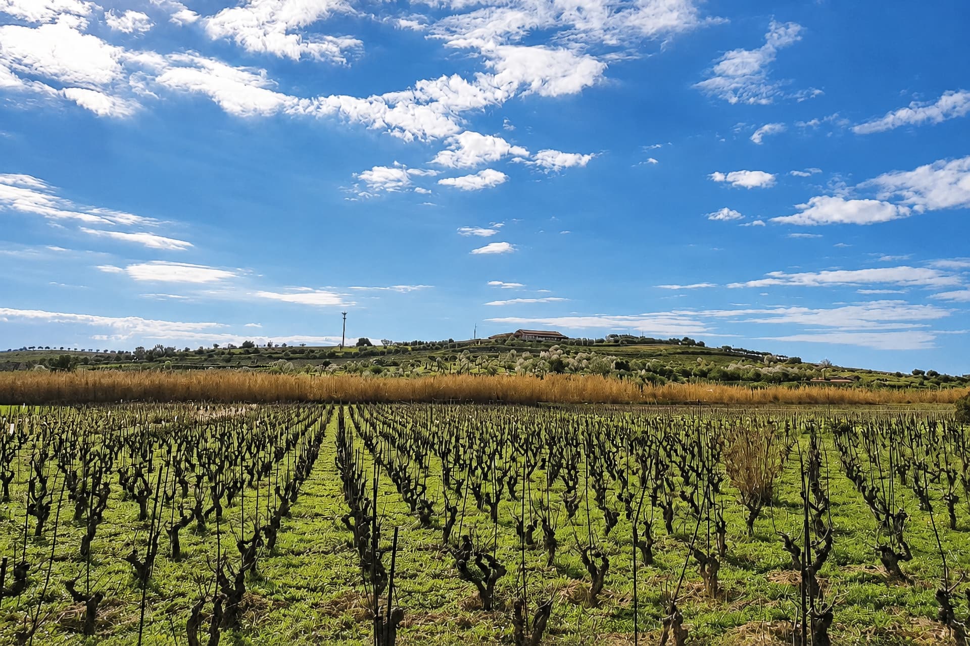 Cammino del Vino - Festa Vendemmia 2026