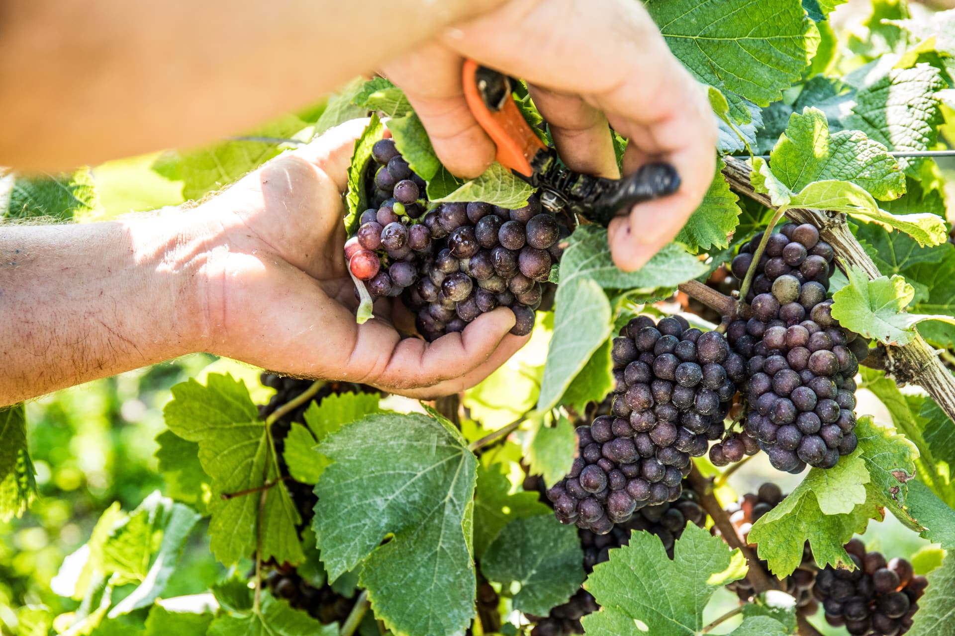 Vendemmia 2026
