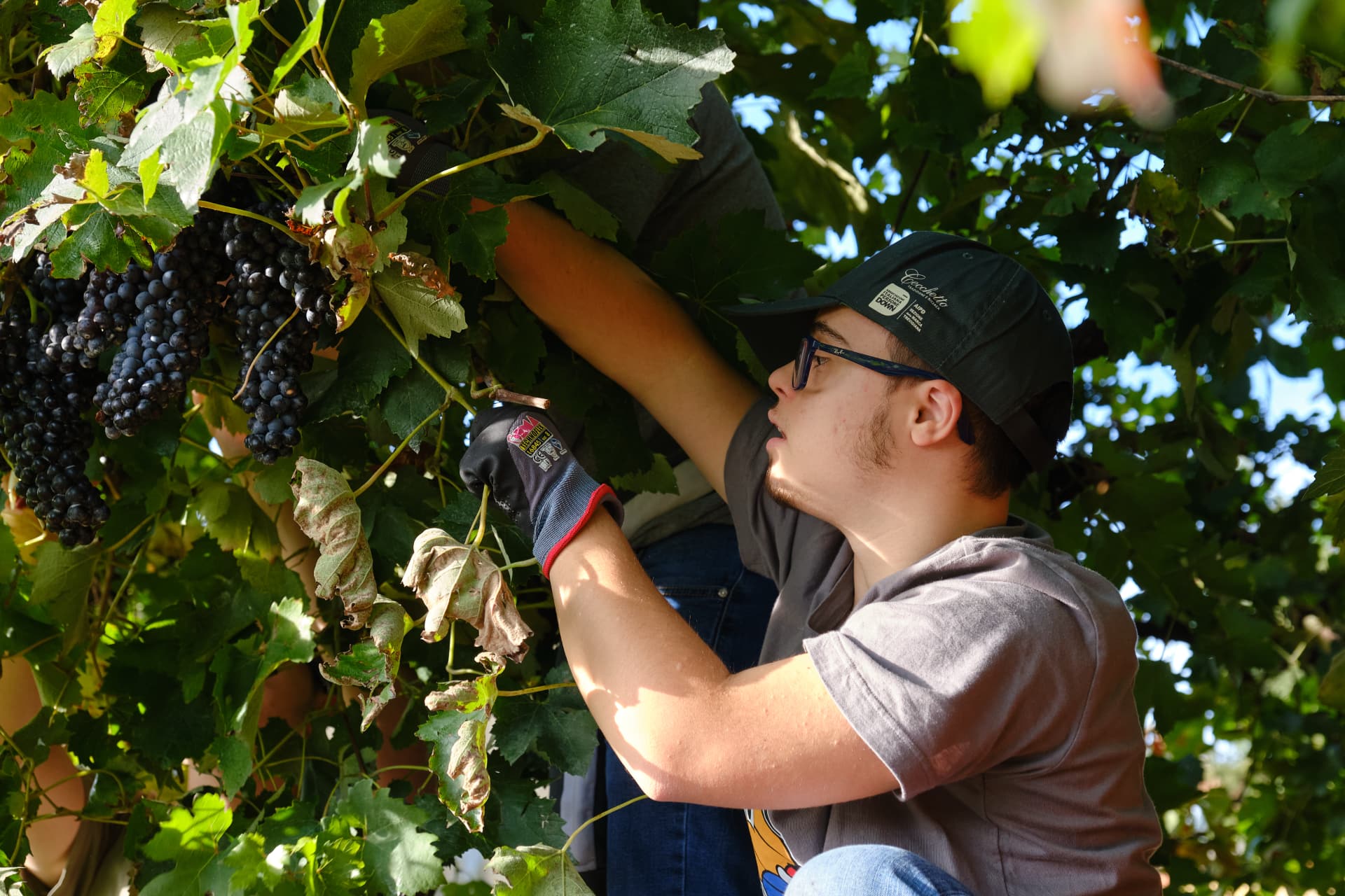 Vendemmia inclusiva