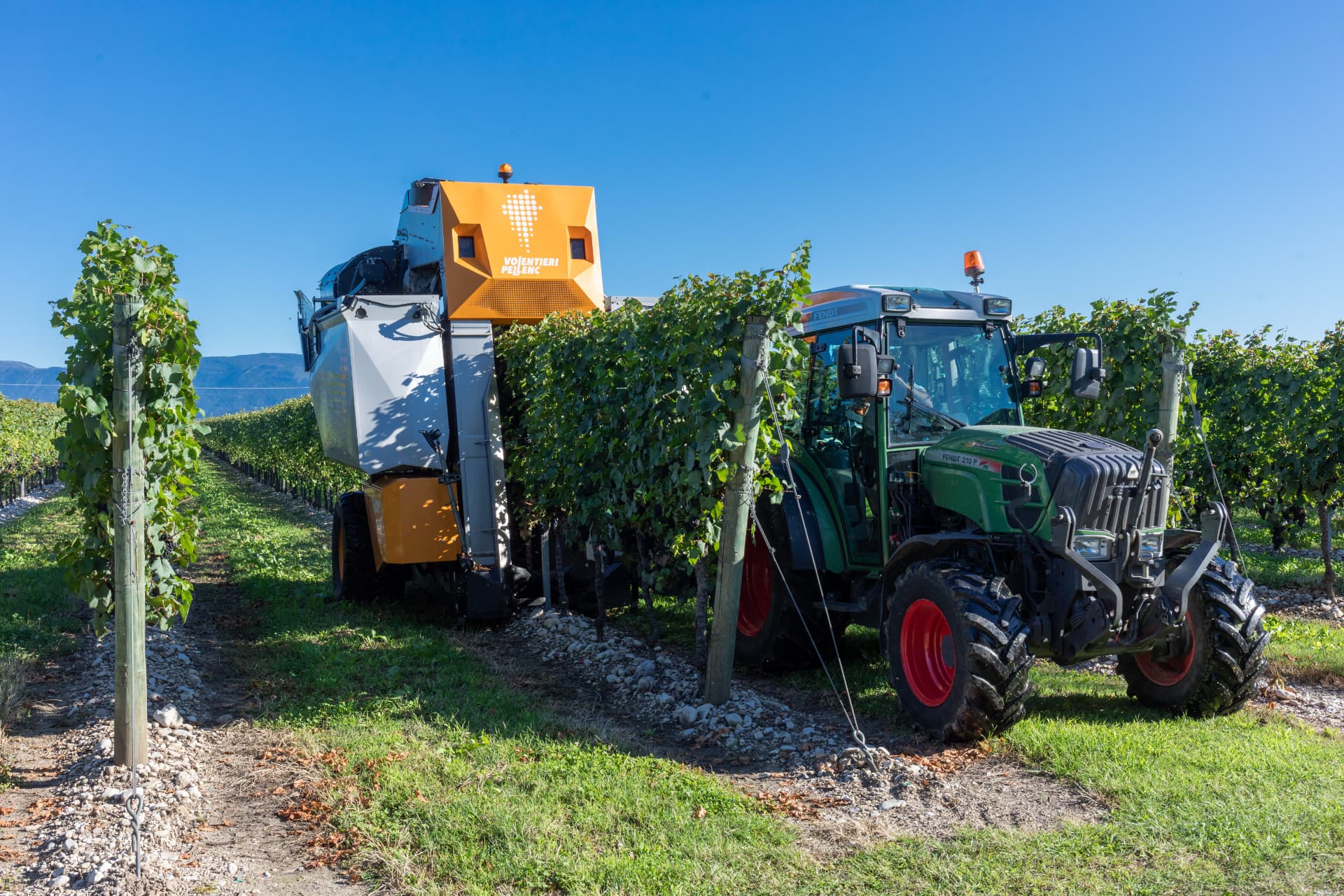 Vendemmia meccanizzata