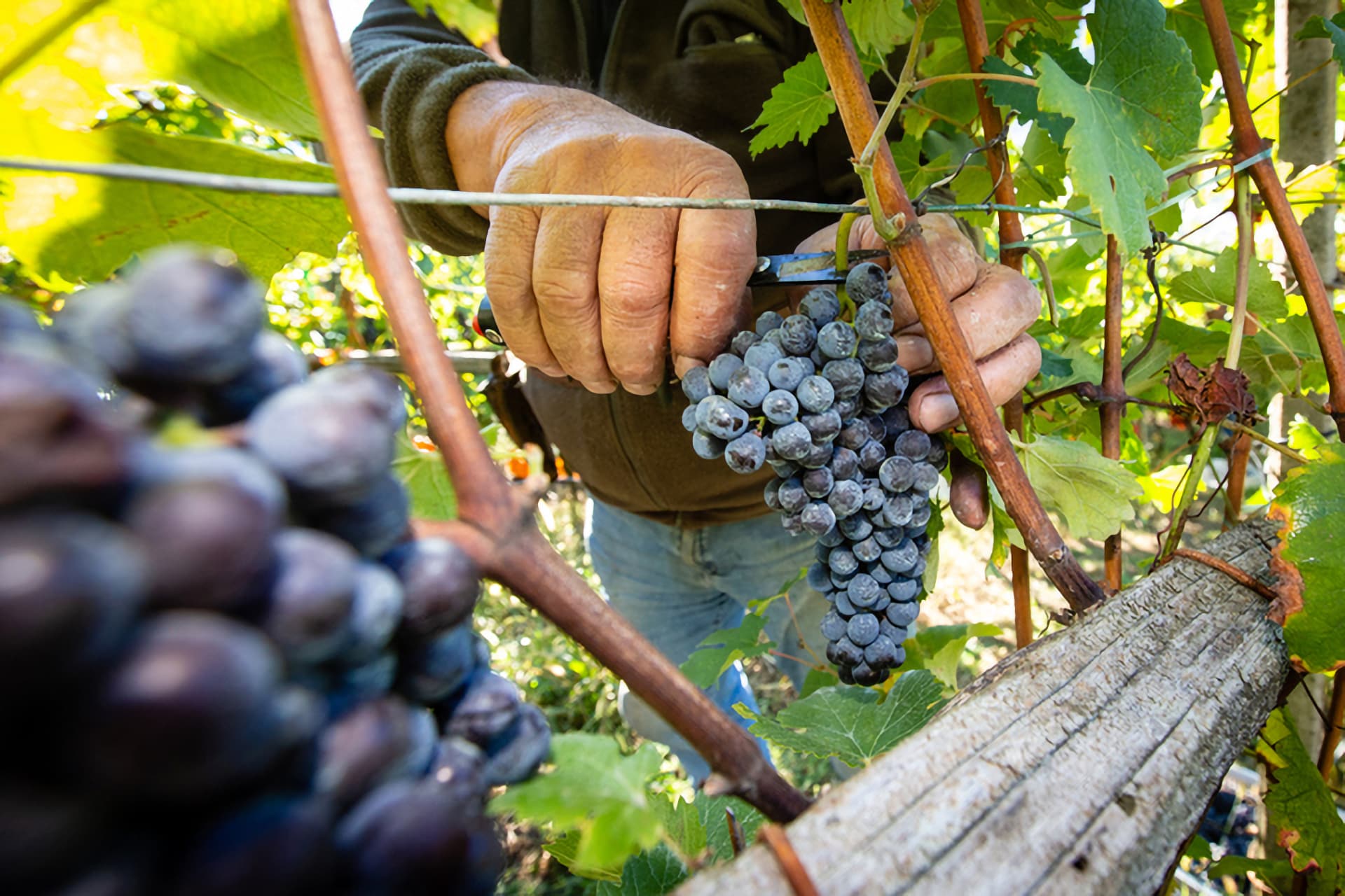 Vigna Vendemmia