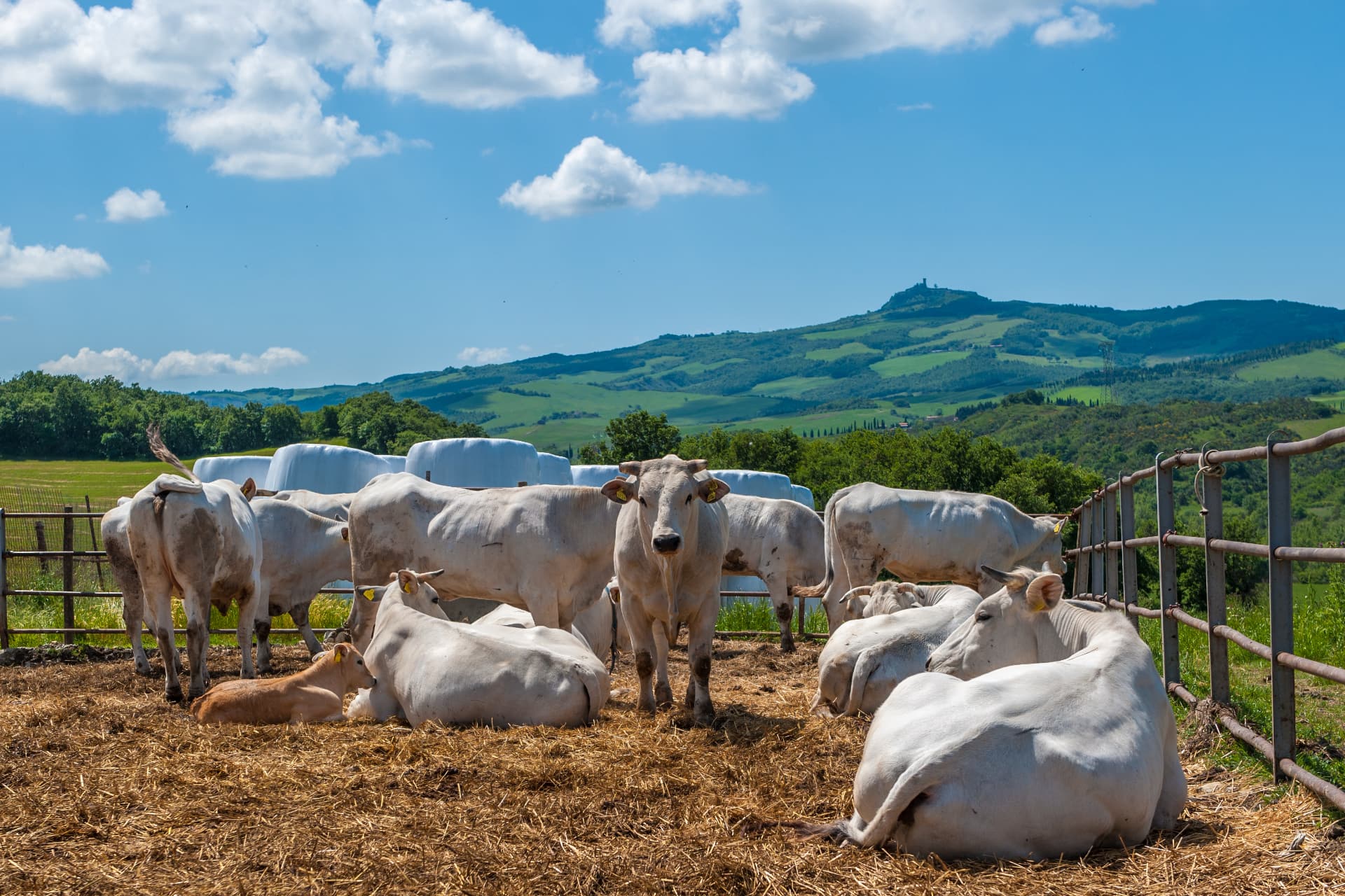 Allevamento di Chianina in Toscana