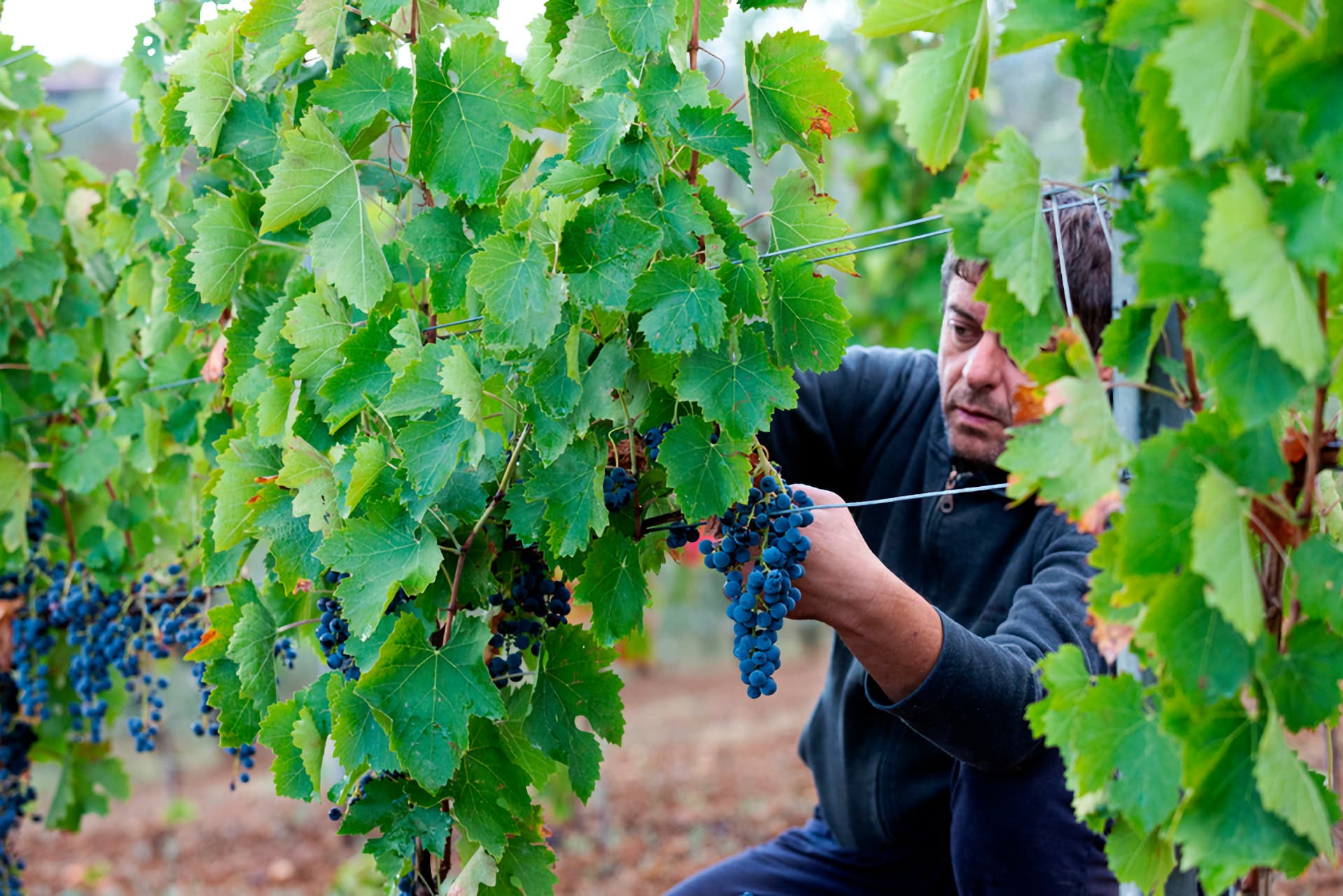 Cantina di Venosa - Vendemmia Aglianico