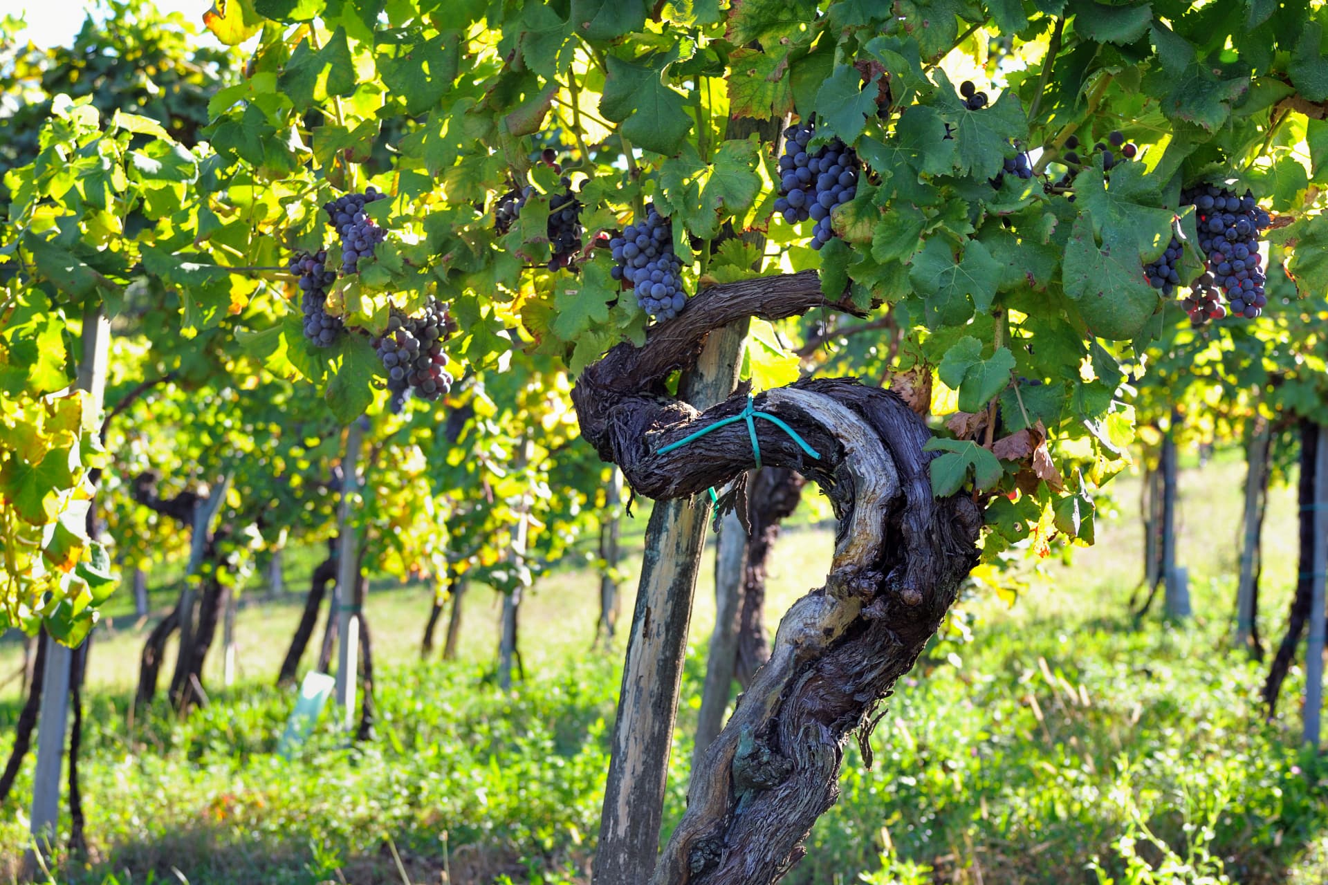 Colli Berici vigneti