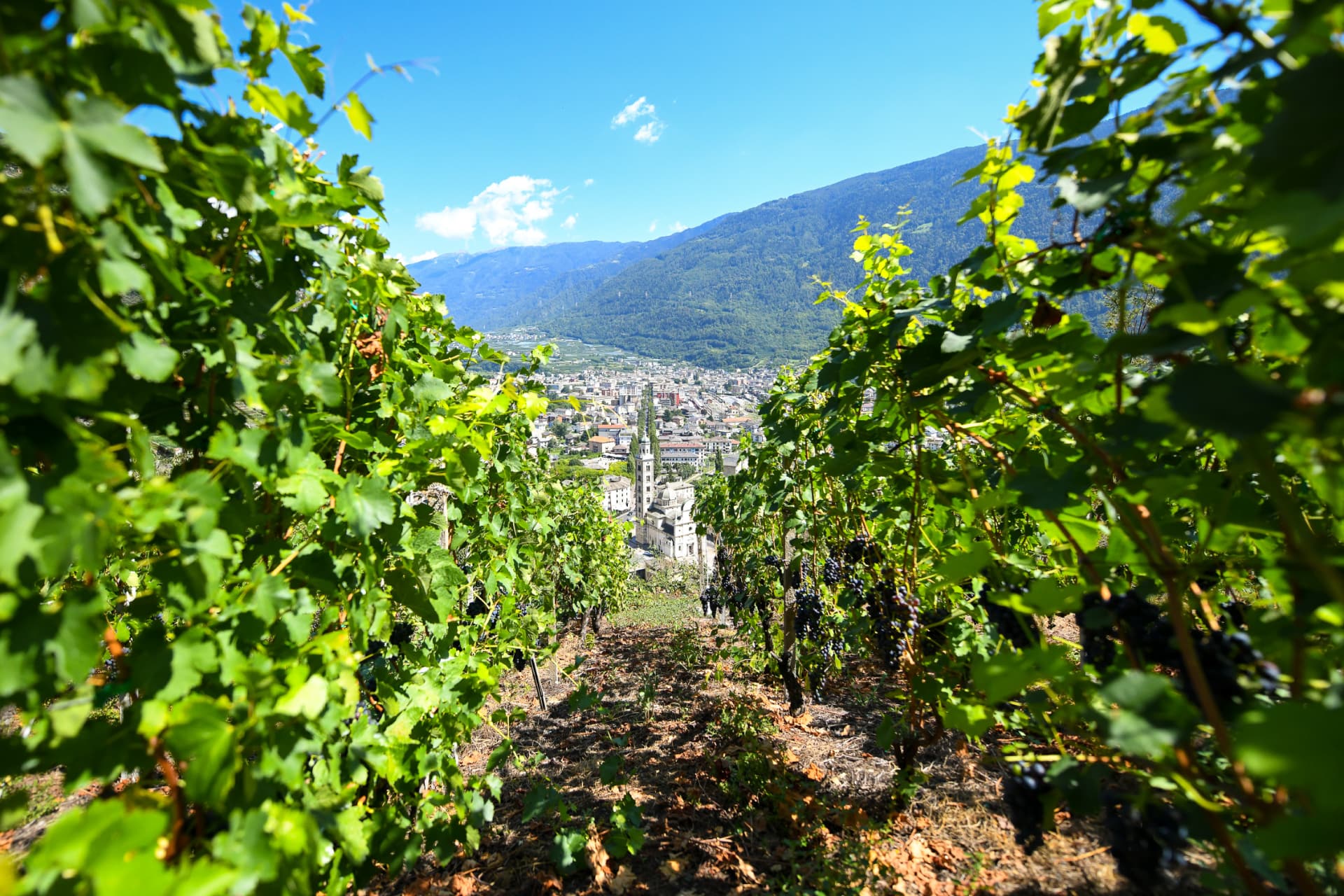 Eroico Rosso - Sforzato Wine Festival - Vigneto in Valtellina