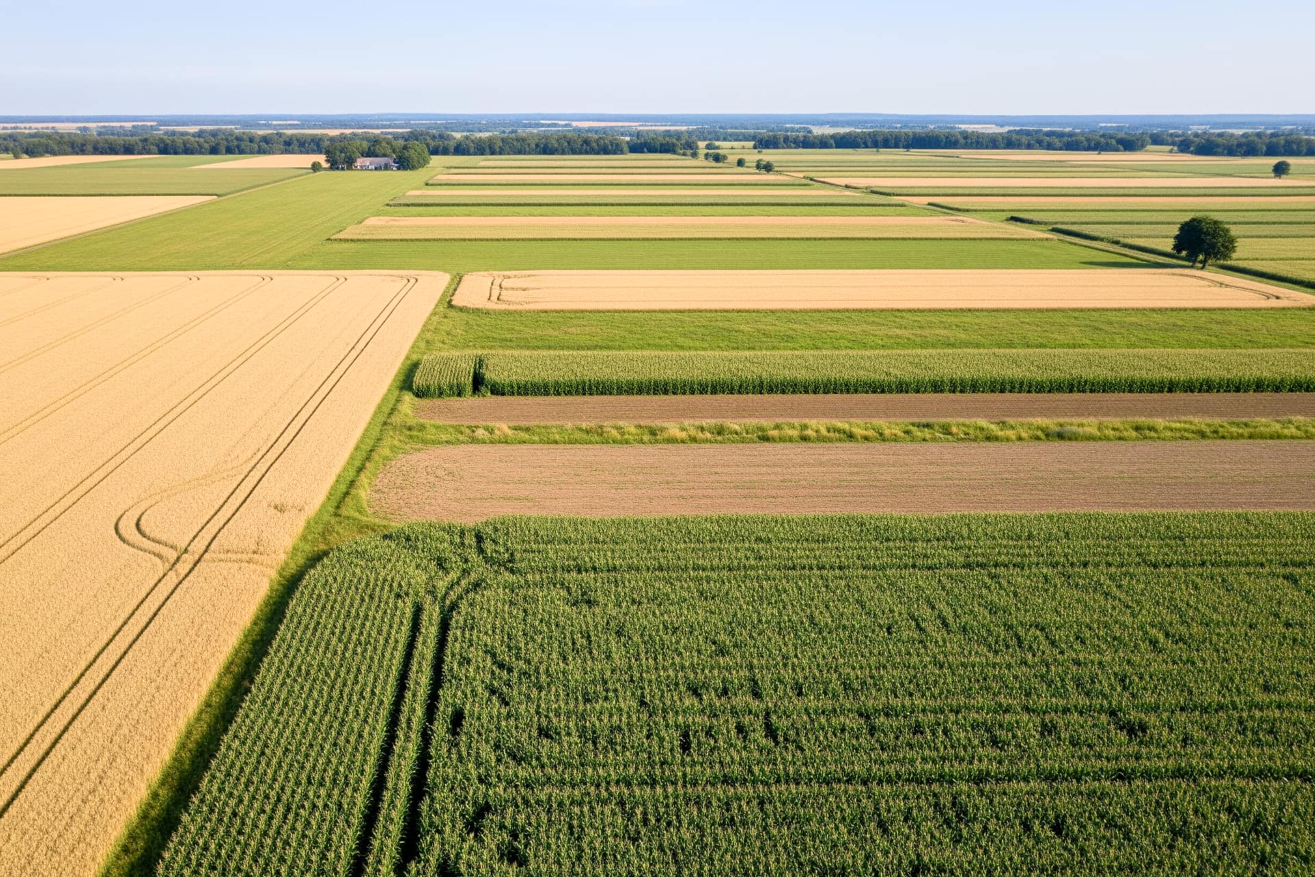 Rotazioni in agricoltura aiutano rigenerare il terreno