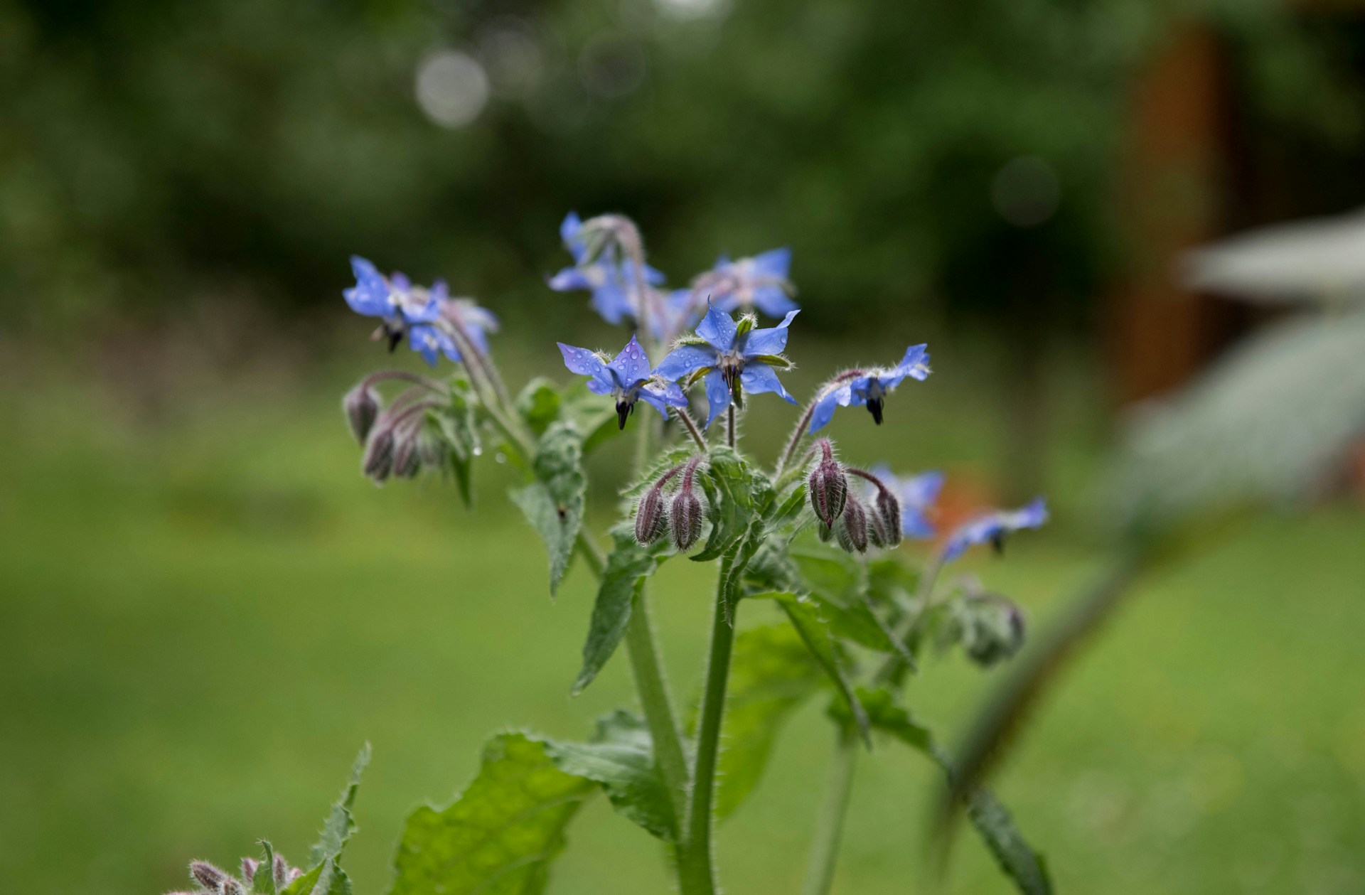 Fiori di borragine