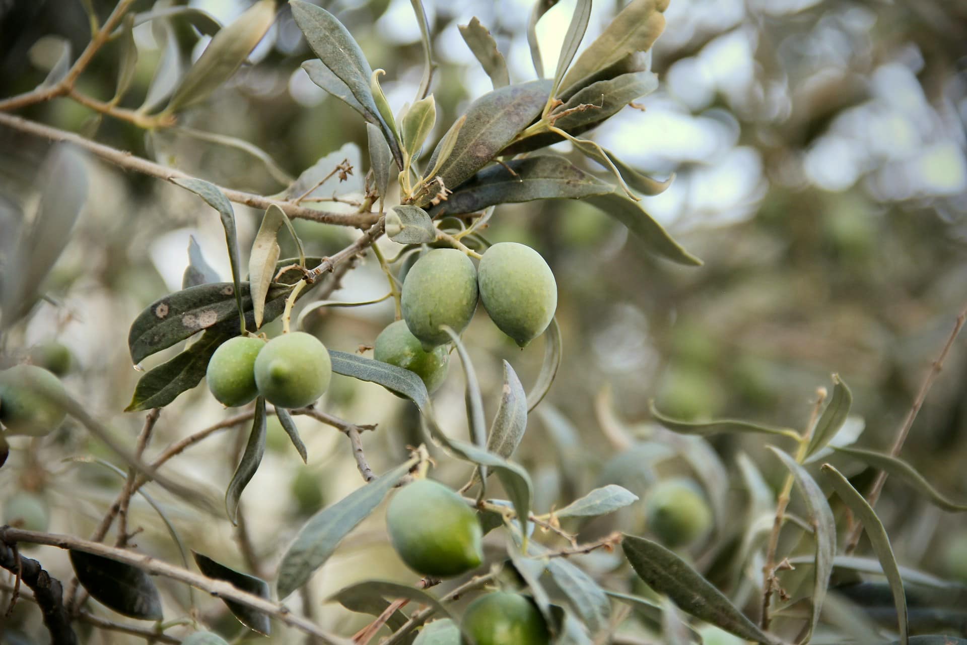 Olivi particolare