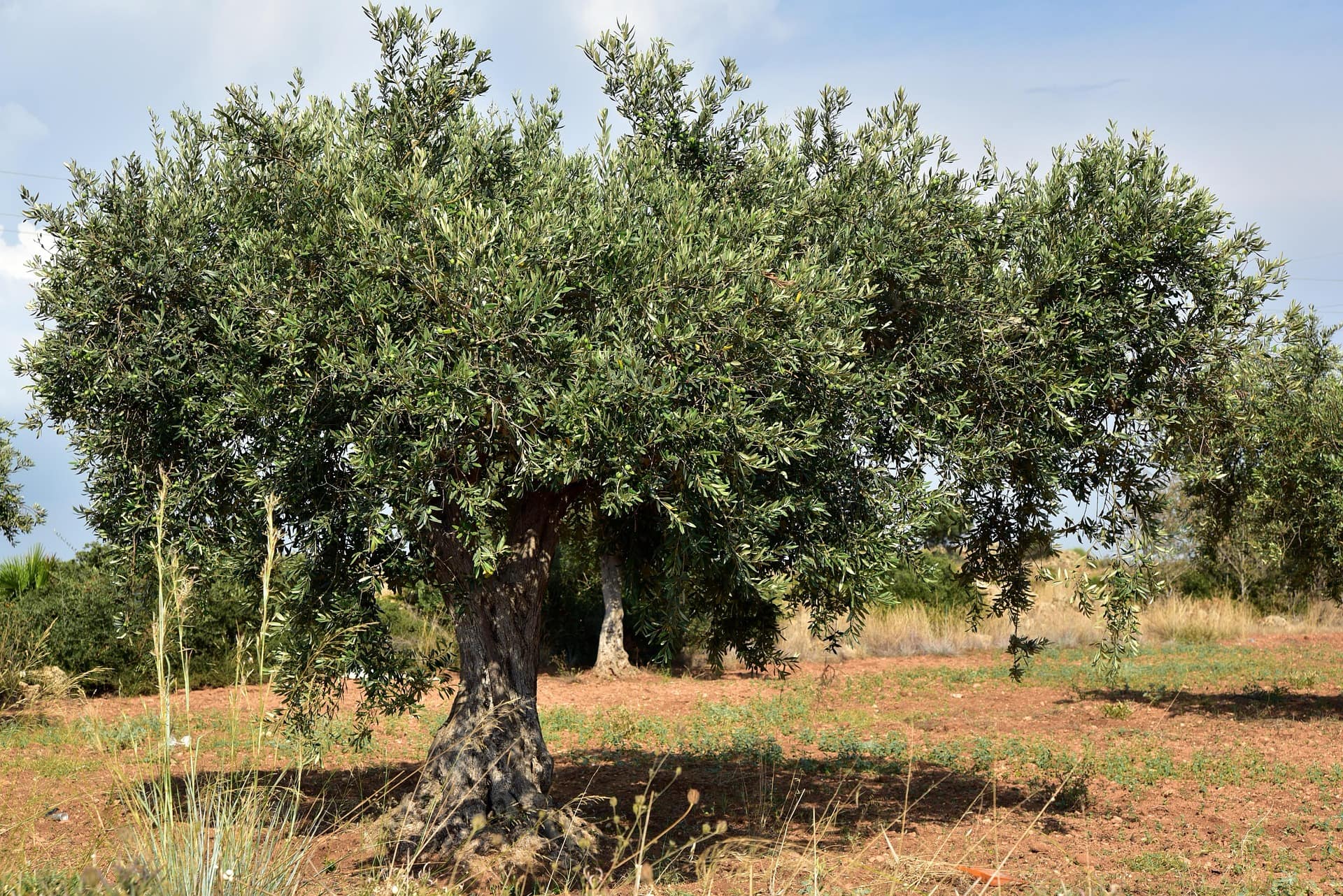 Olivi
