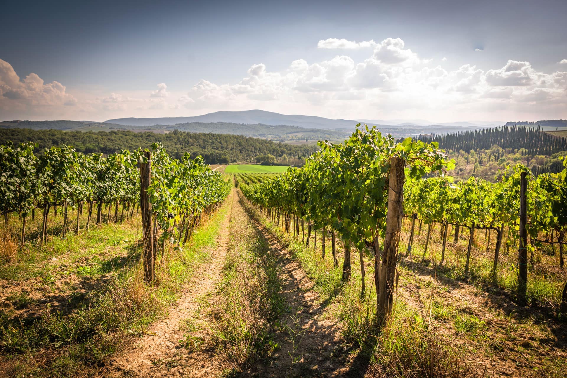 Tenuta Bibbiano vigneti