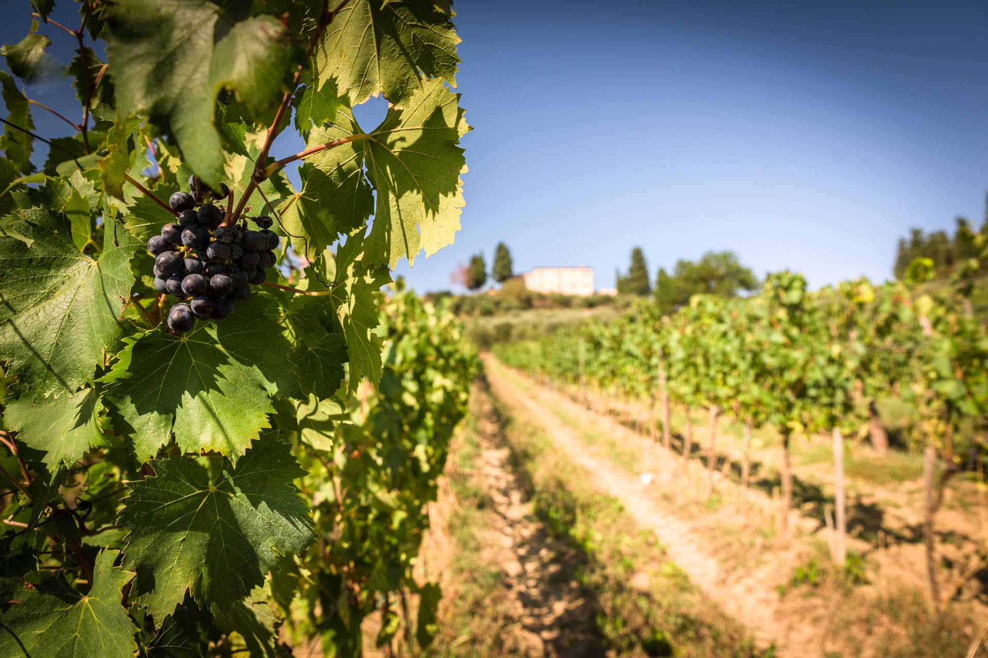 Tenuta Bibbiano vigneti