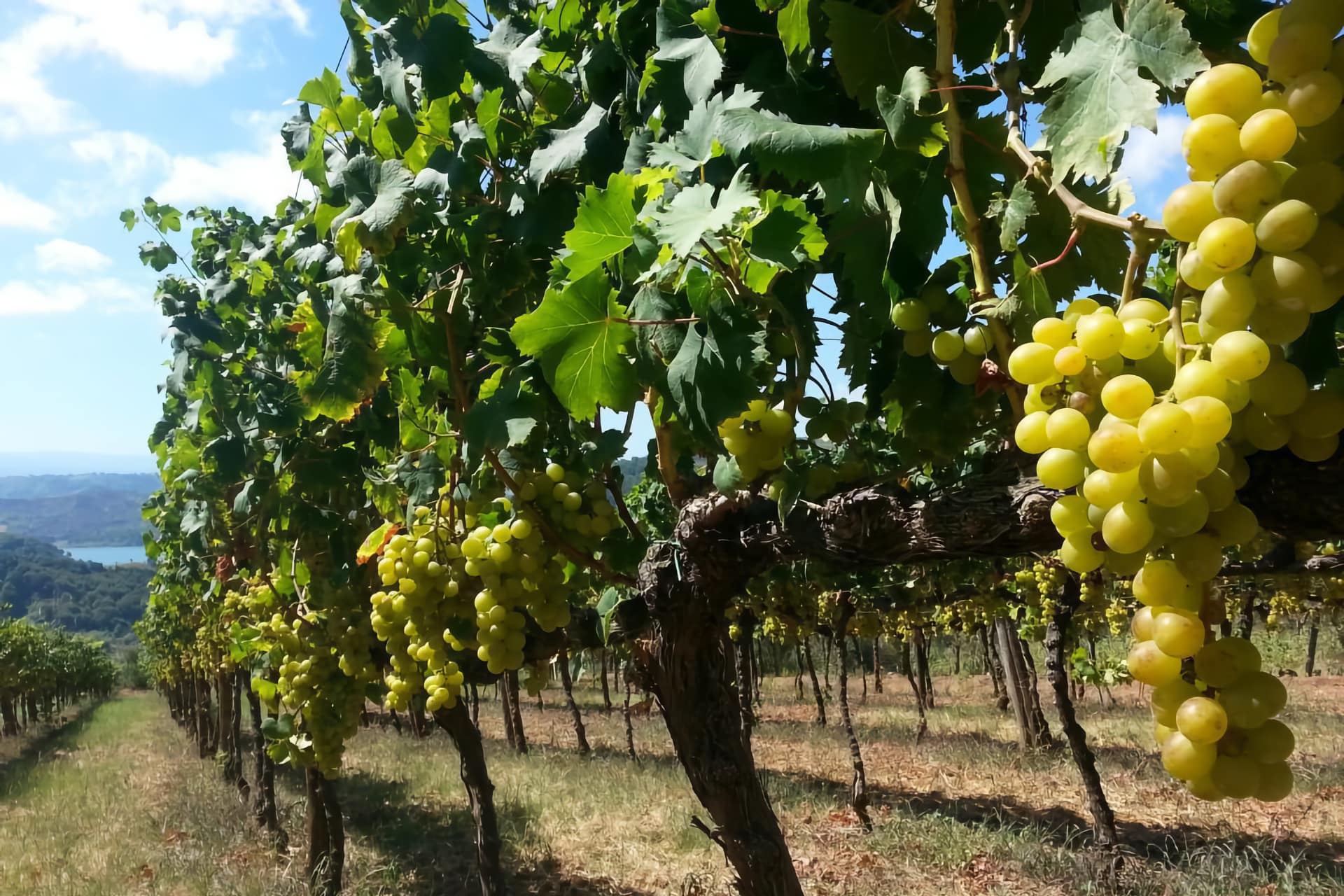 Vigneti Cantine Benvenuto