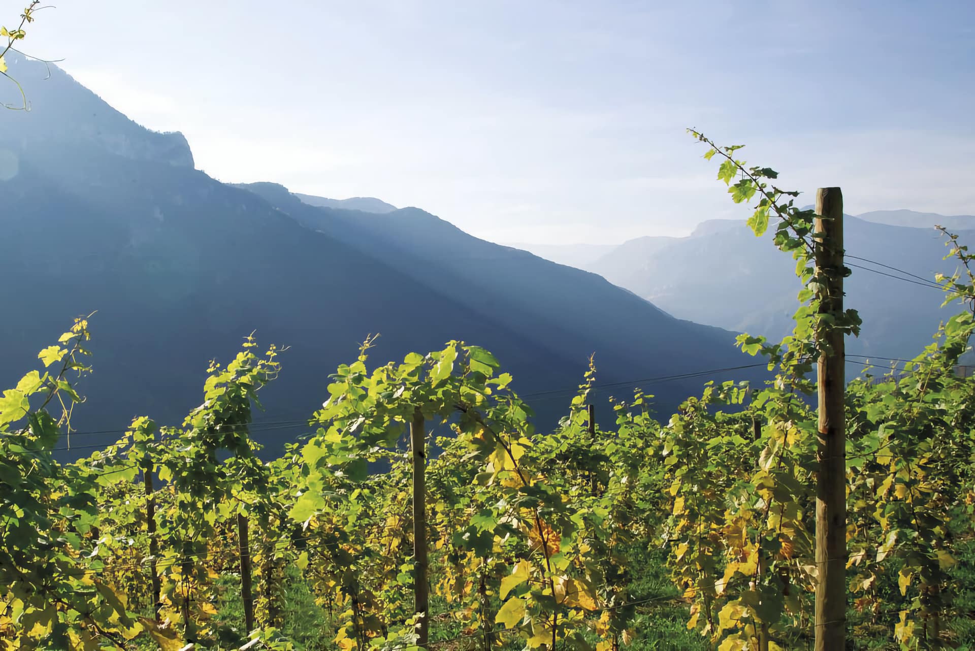 Vigneti in Vallagarina di Albino Armani