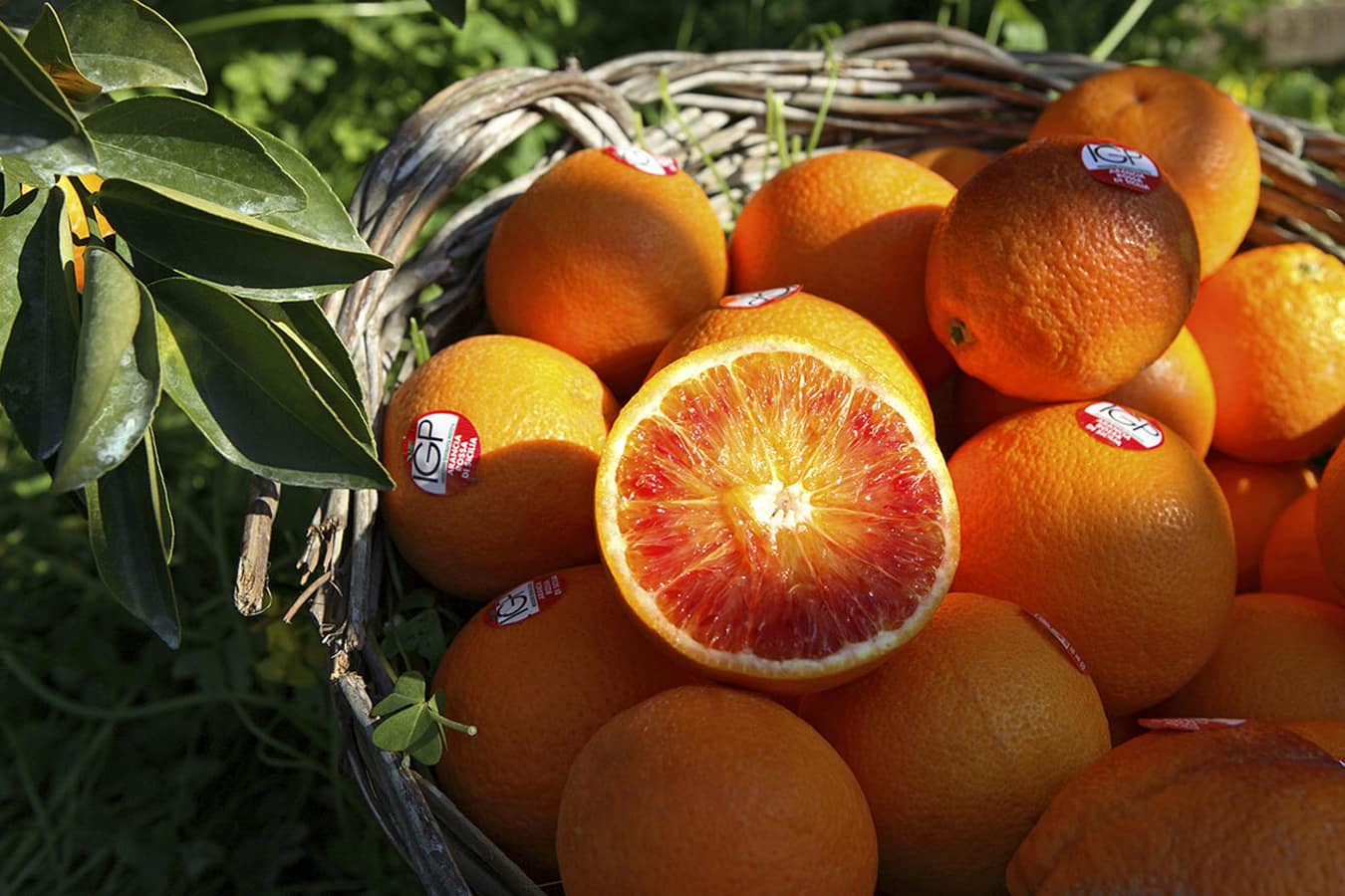 Arancia rossa di sicilia igp