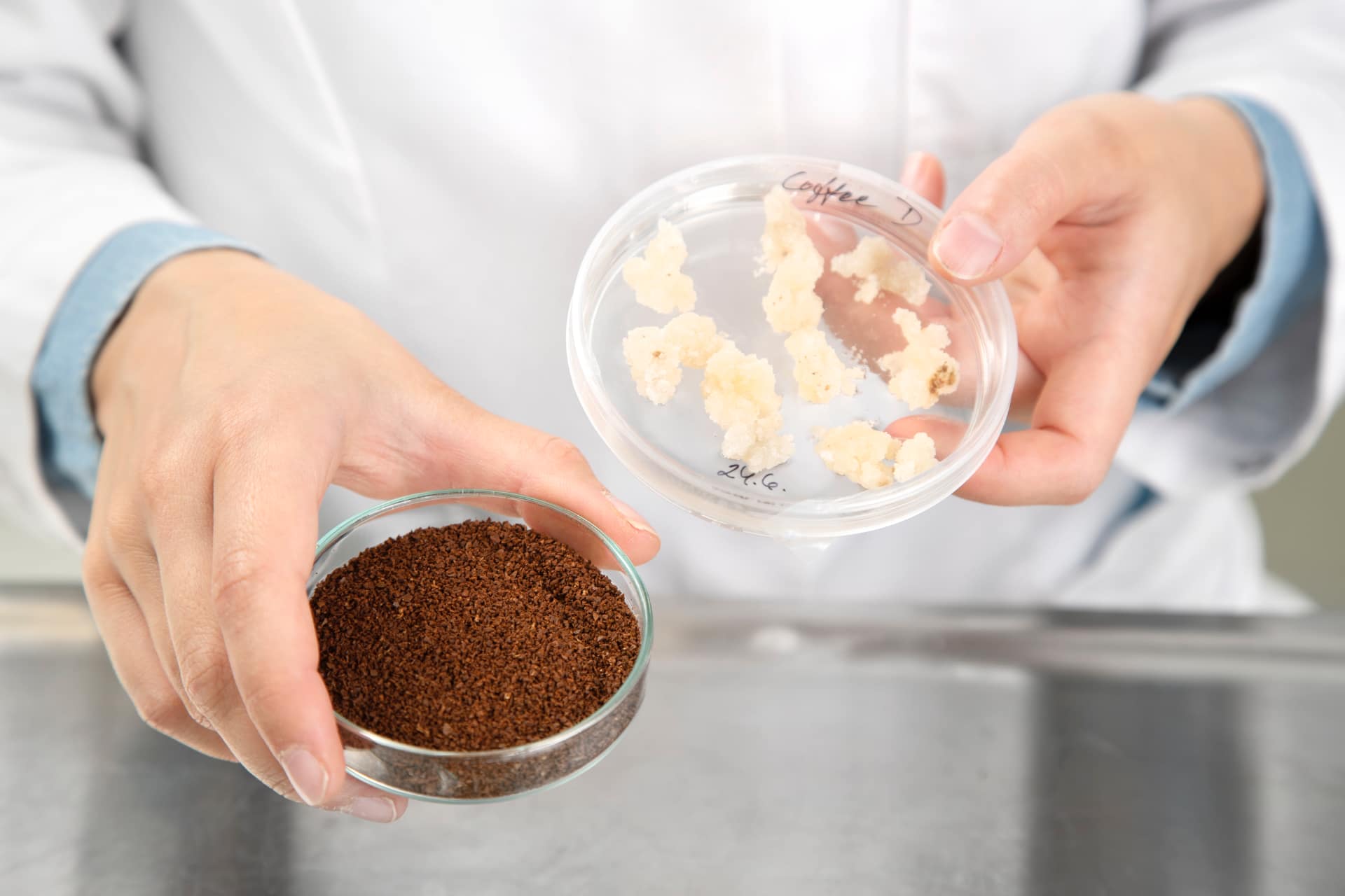Caffè prodotto in bioreattore nei laboratori VTT