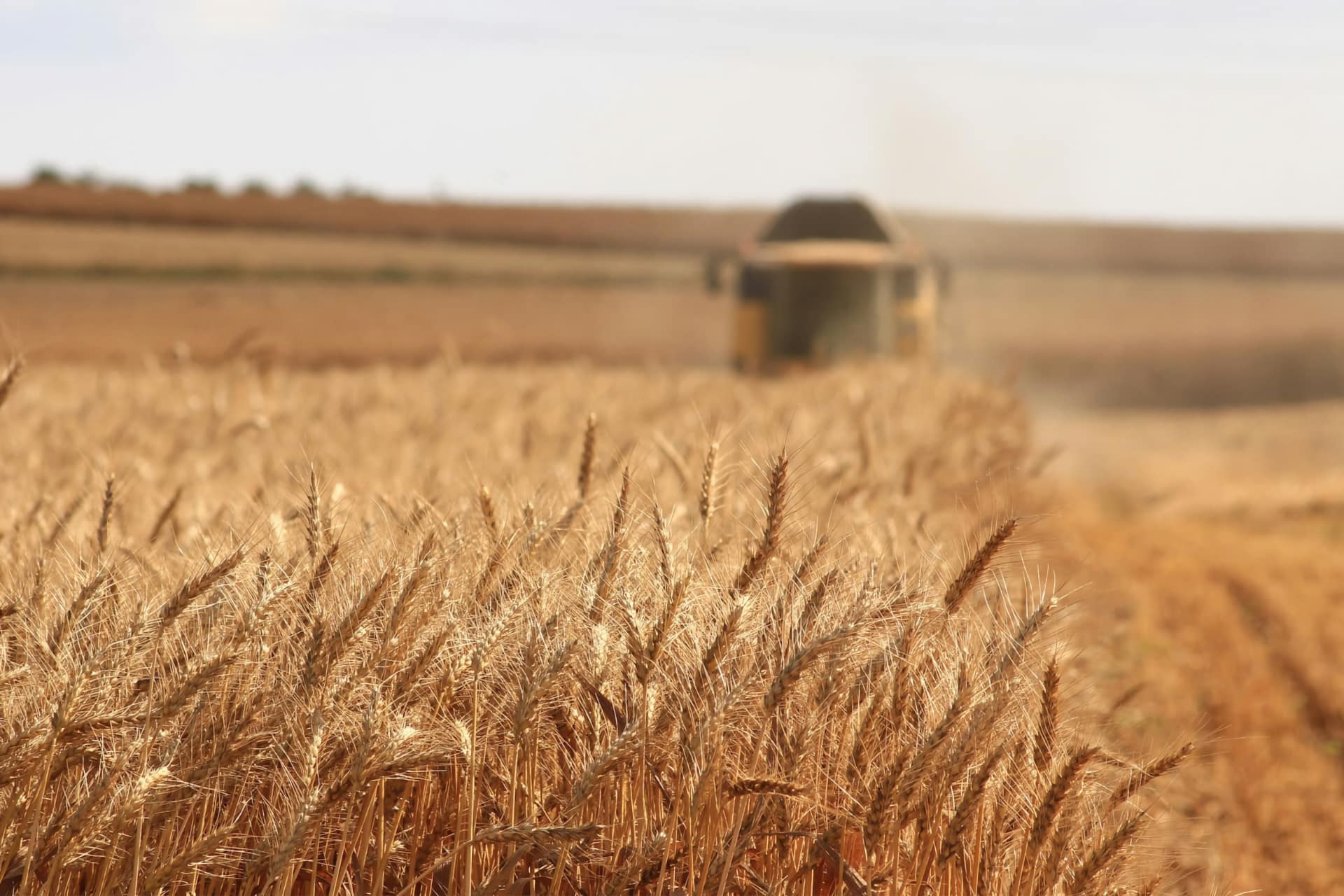 Campo di grano