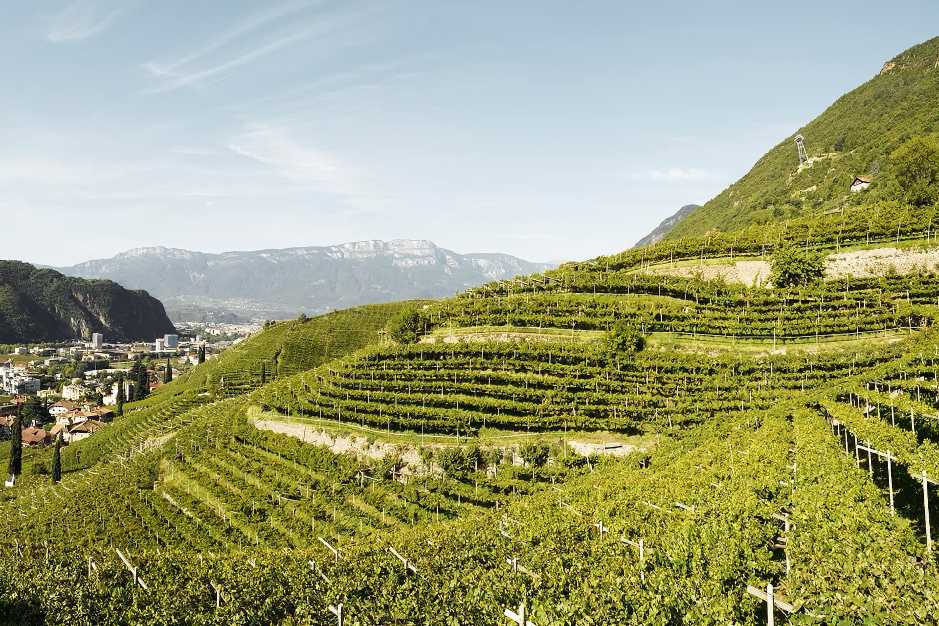 Cantina Bozen vigneti