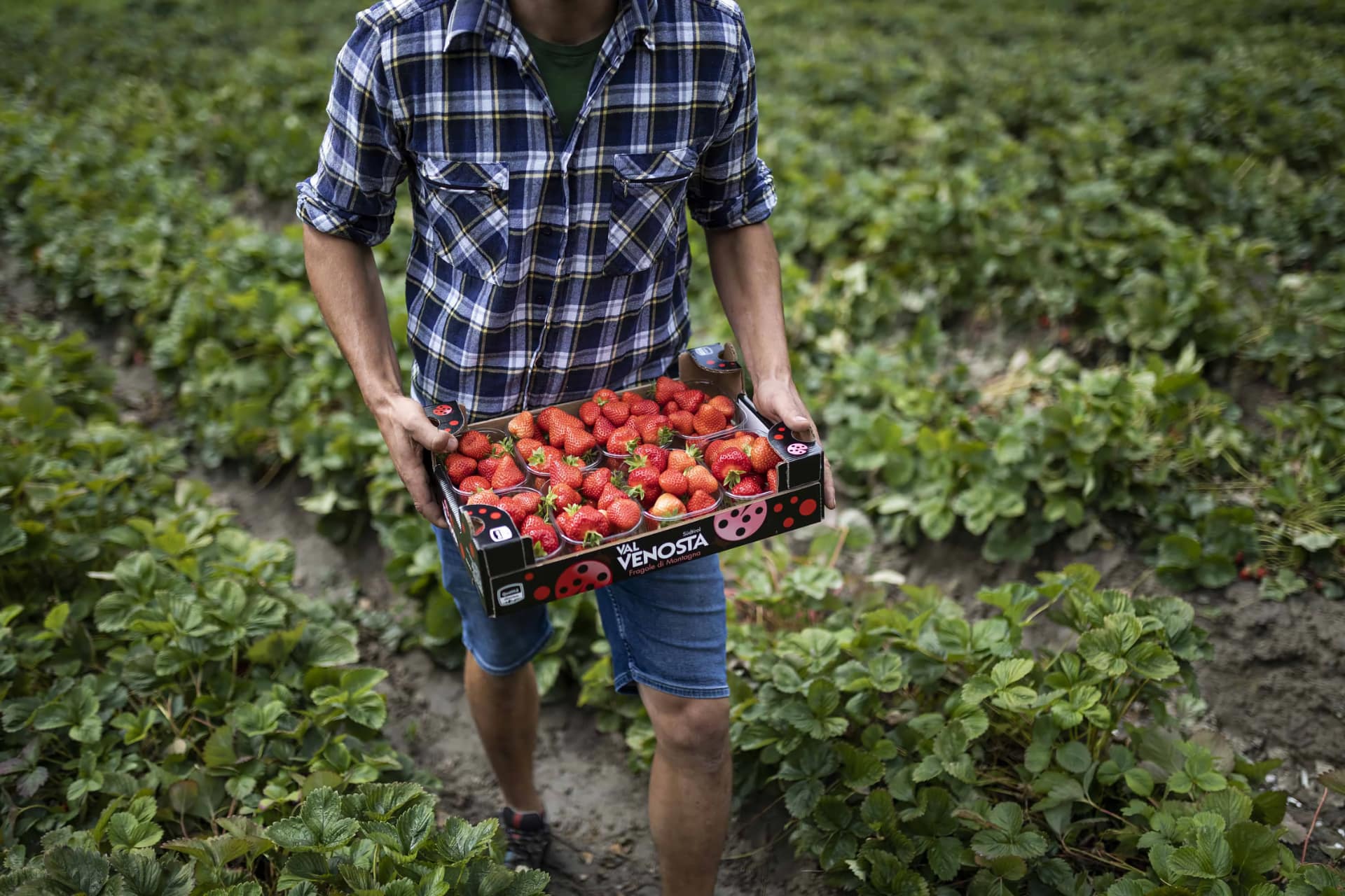 Fragole Val Venosta - Foto di Armin Huber