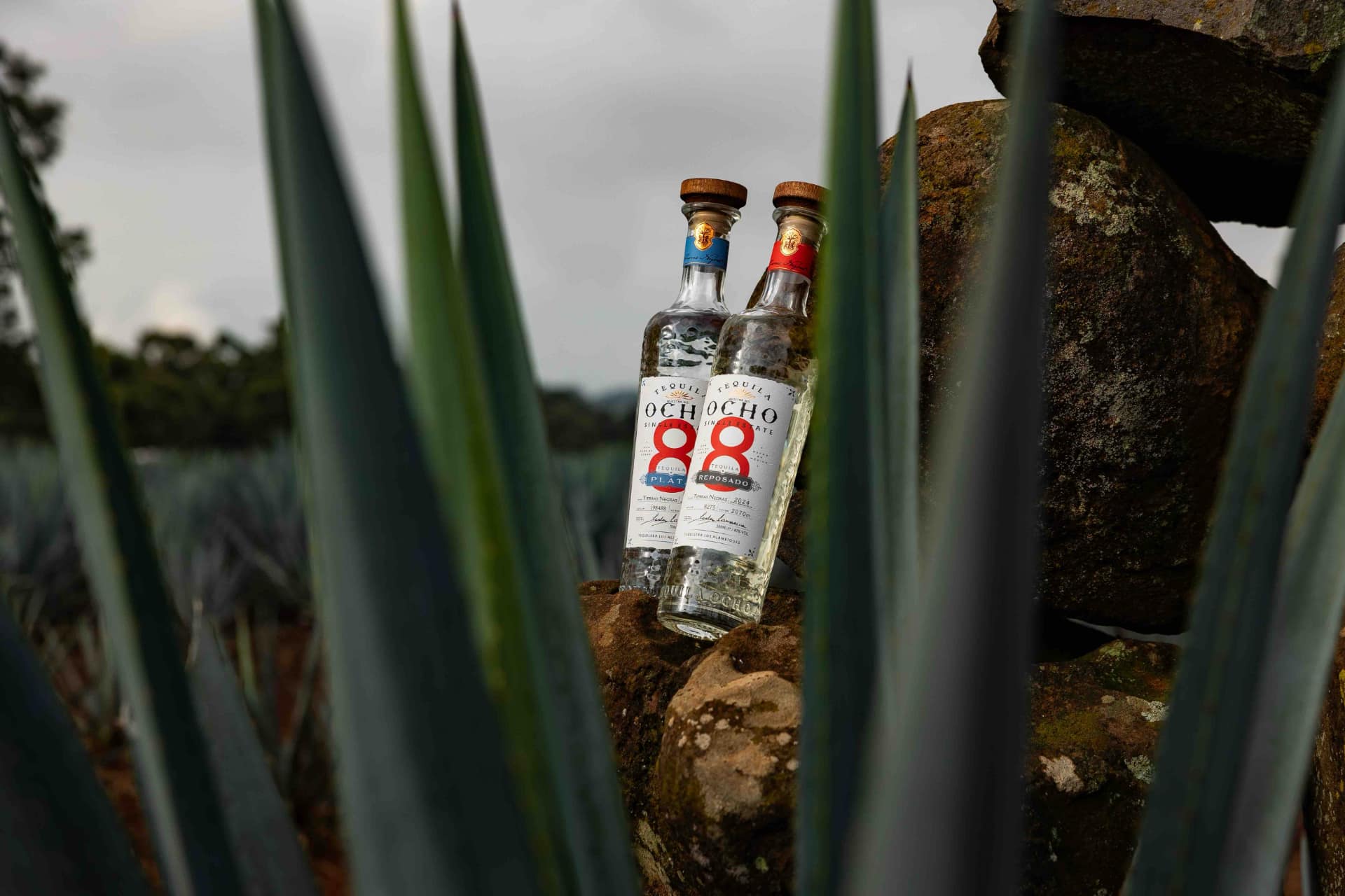 Tequila Ocho