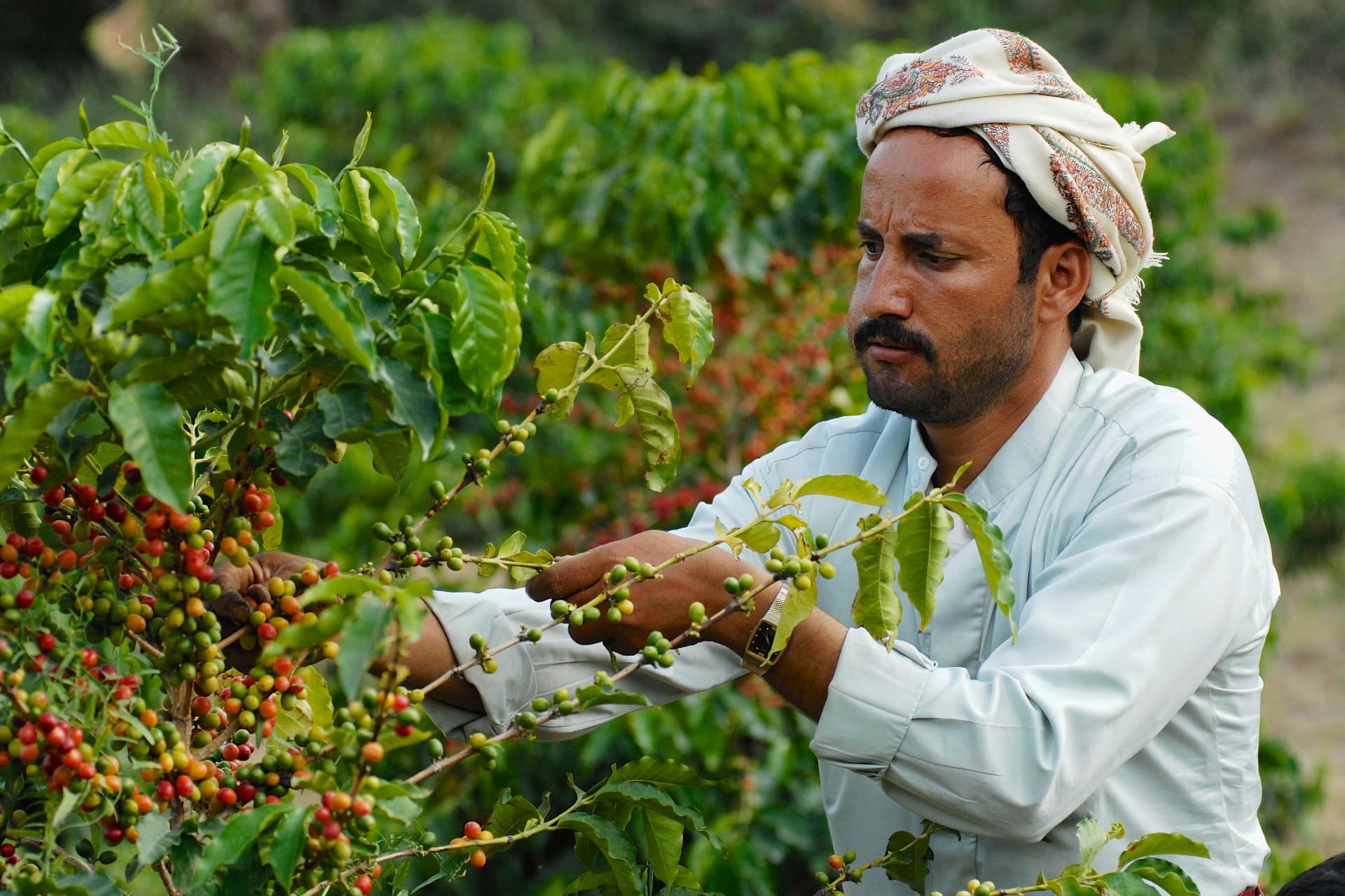 Piantagione di caffè arabica in Yamen