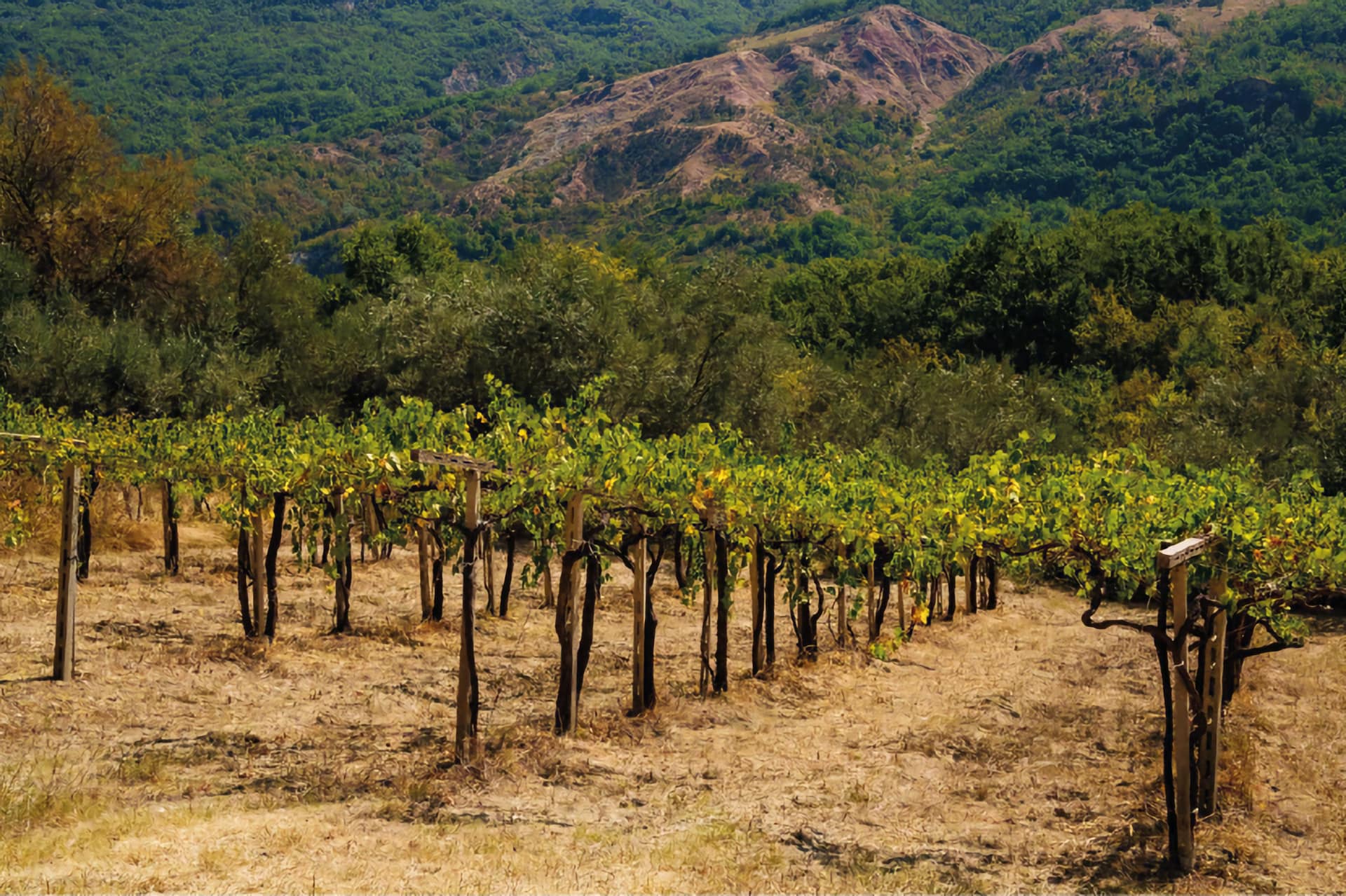 La vigna ai piedi della Maiella dove è stato ritrovato il Middialonghe